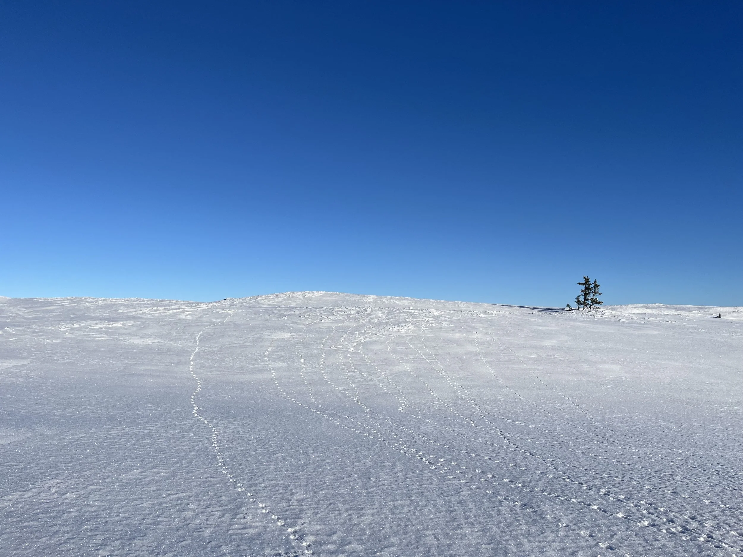  Jogrimshøgda 11. februar. 