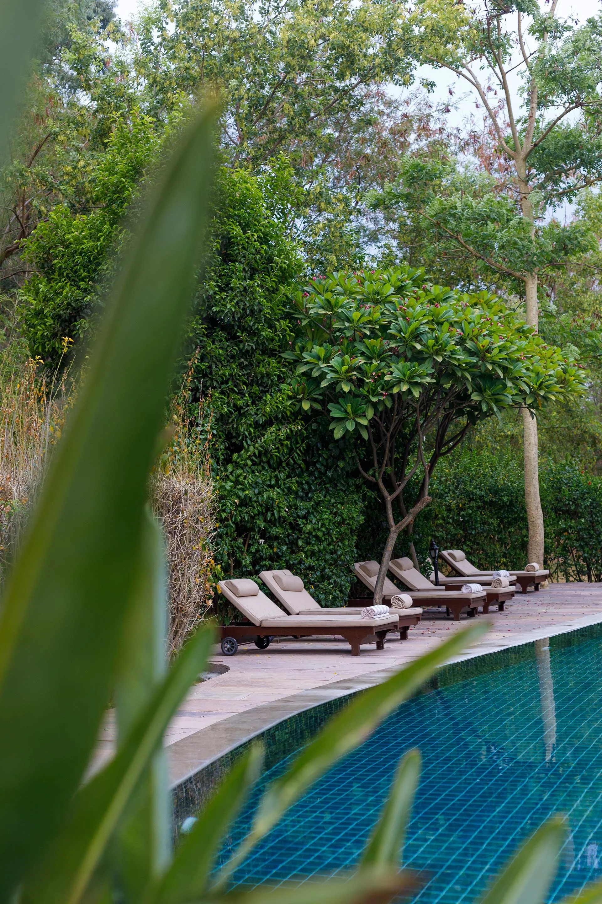 Poolside scene with four lounge chairs, rolled towels, lush green bushes and trees, and a tiled swimming pool in the foreground.