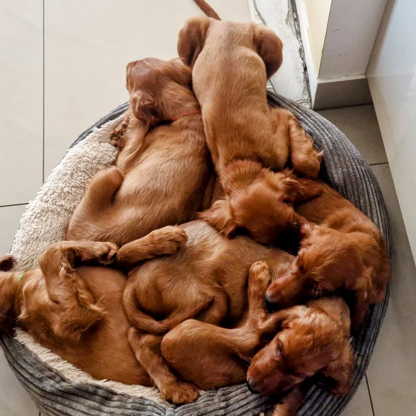 #irishsetter szűk&uuml;l a fekhely m&aacute;r csak 5