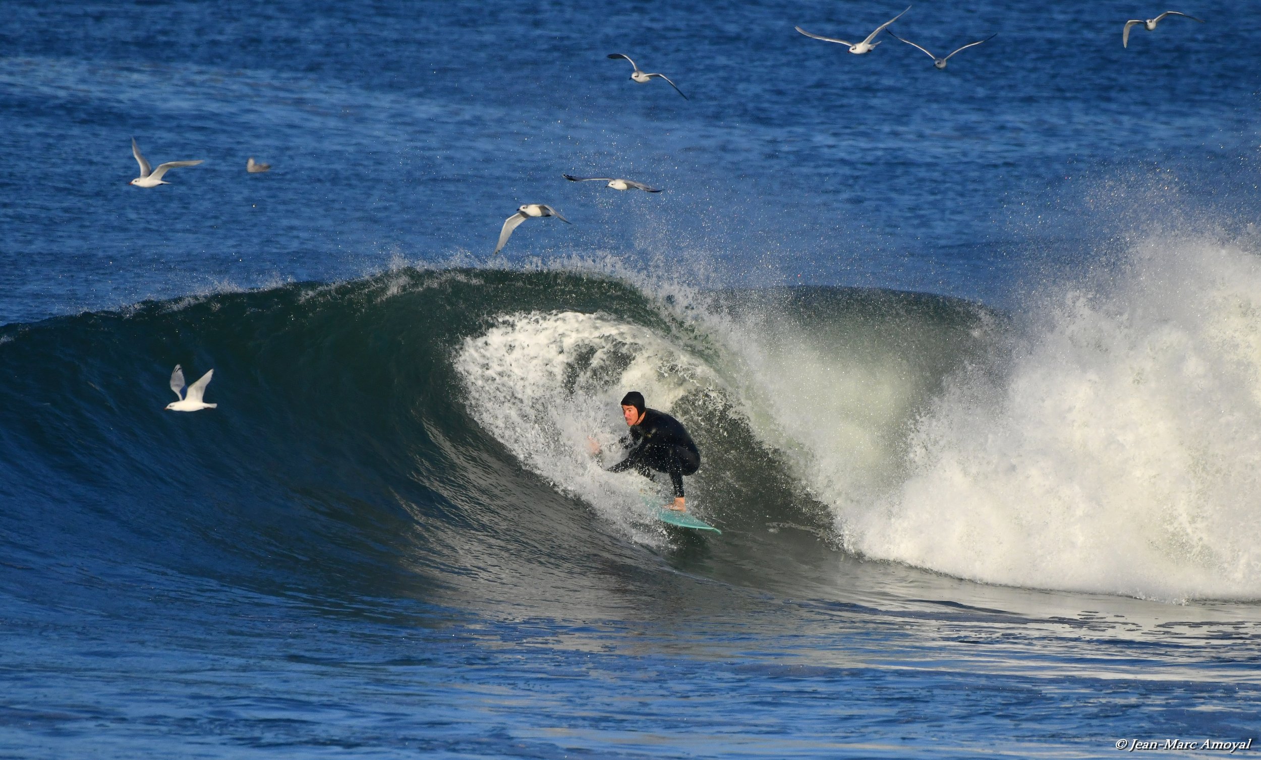 A person surfing on a wave in the ocean with seagulls flying above.