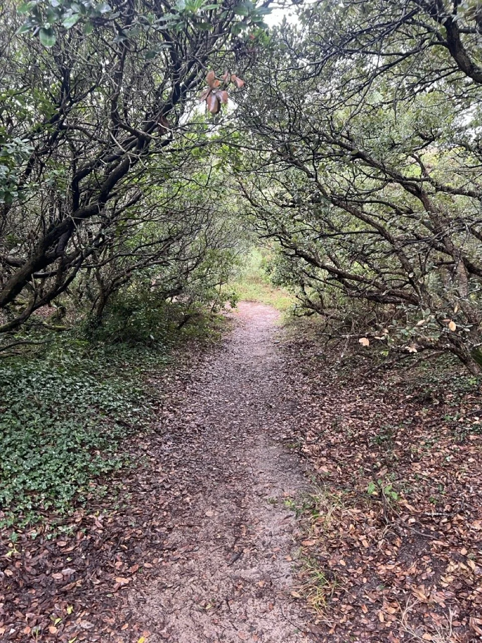 Pathway in the forest