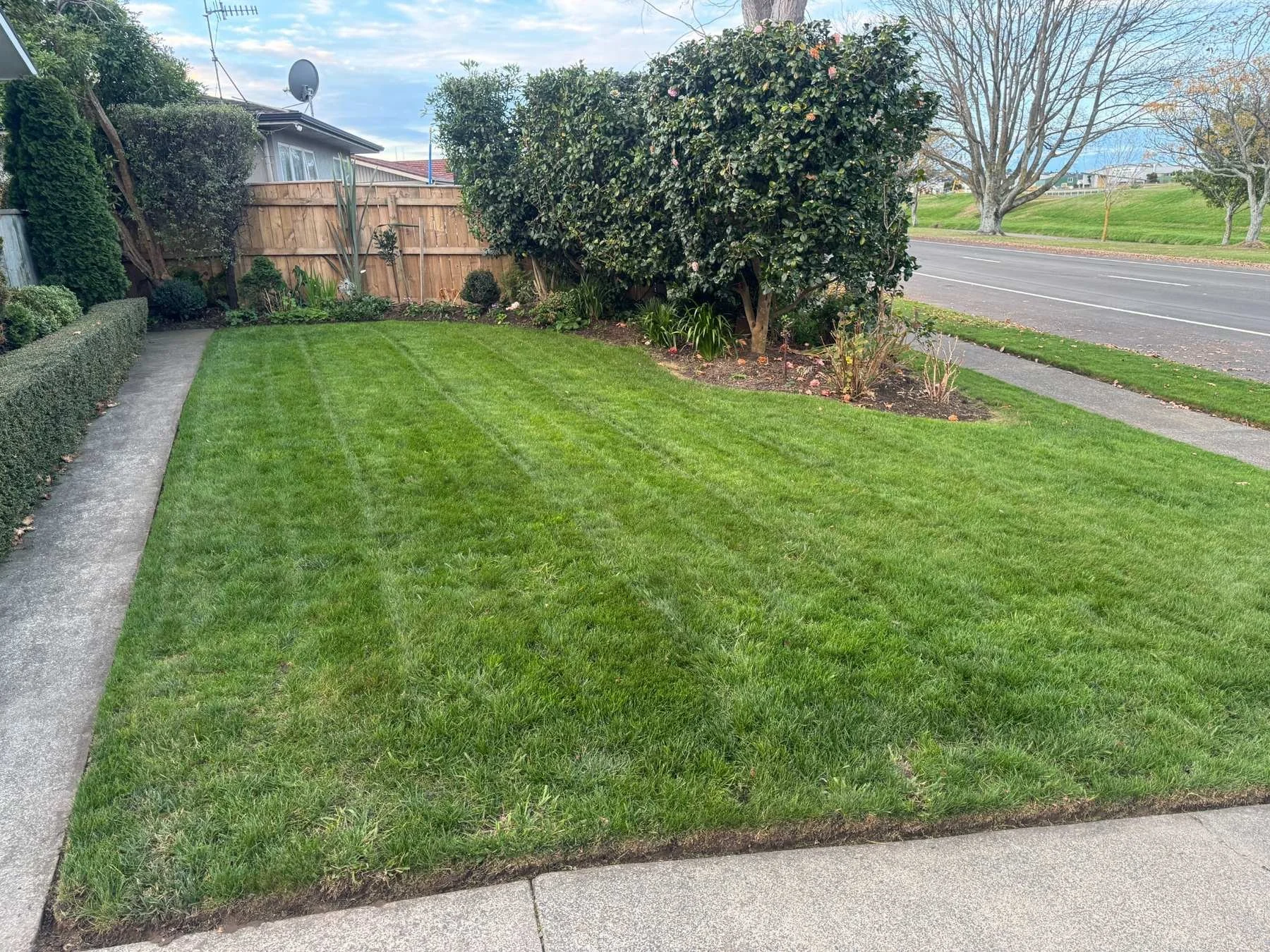 Restored residential lawn after Lawn Reset and scarifying service in Napier, Hawke's Bay.
