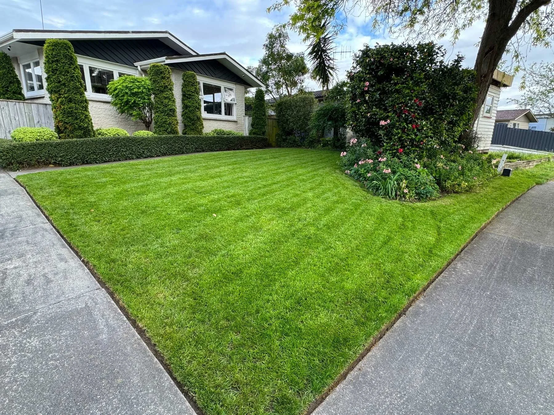 Healthy green lawn after Lawn Reset service in Greenmeadows, Napier by EC Lawn Care.