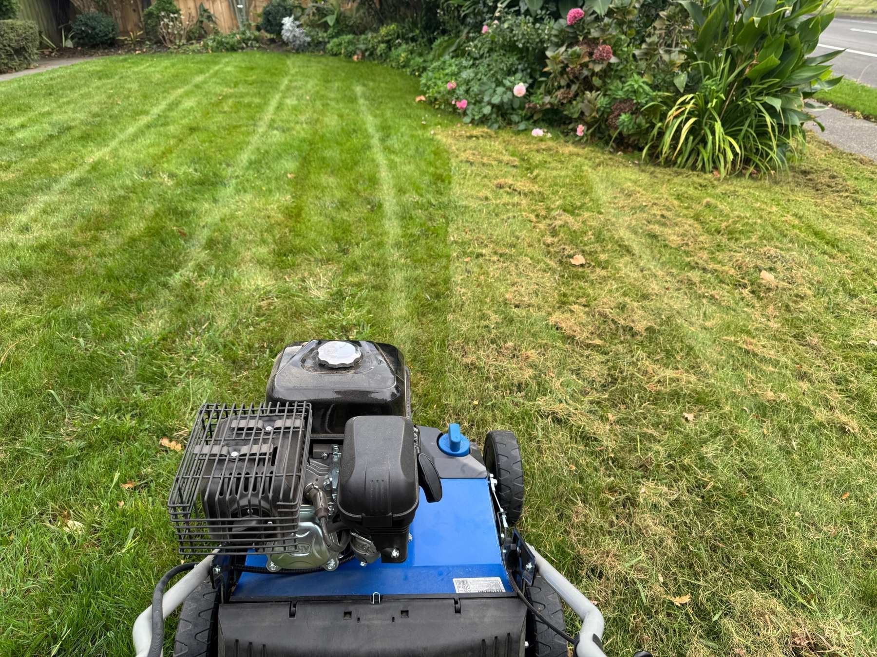Lawn scarification in progress during a Lawn Reset service in Greenmeadows, Napier.