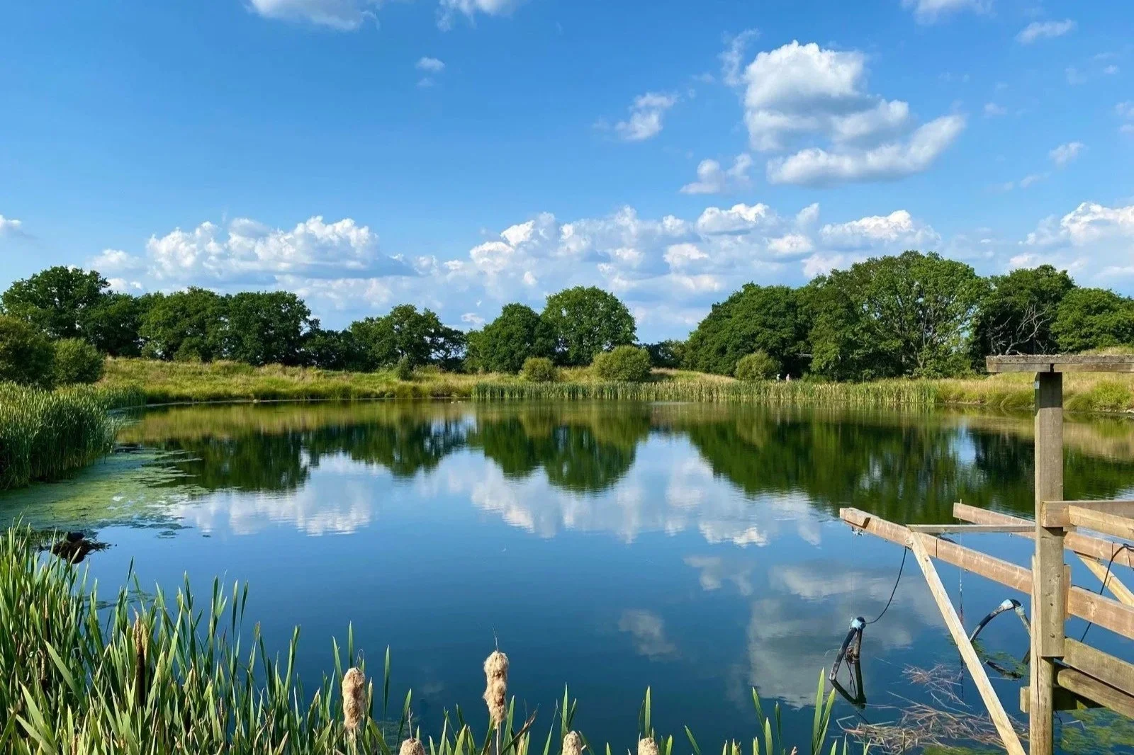 A peaceful pond with calm water reflecting the blue sky, white clouds, and lush green trees on the opposite bank, with tall grass and aquatic plants along the shoreline and a wooden dock on the right side.