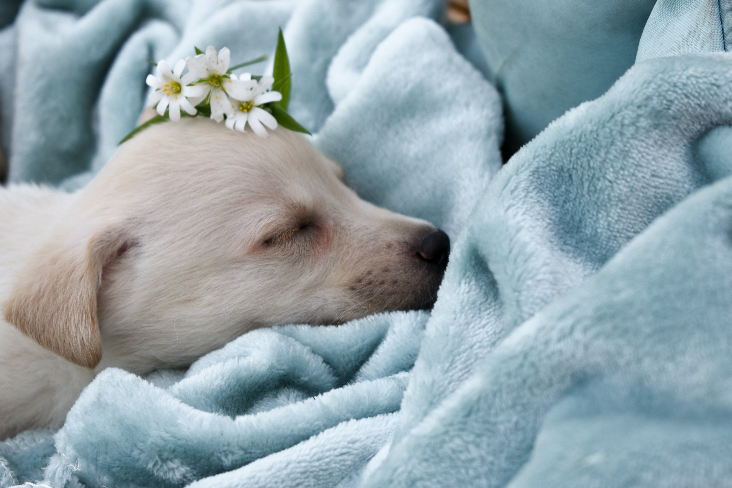 Sleep & Crate Training: Helping Your Foster Puppy Feel Safe and Secure