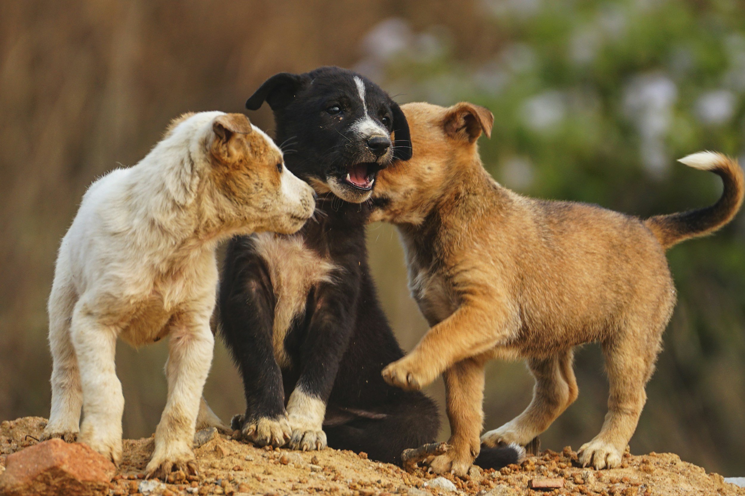 Socialization & Handling: Helping Your Foster Puppy Grow Into a Confident Dog