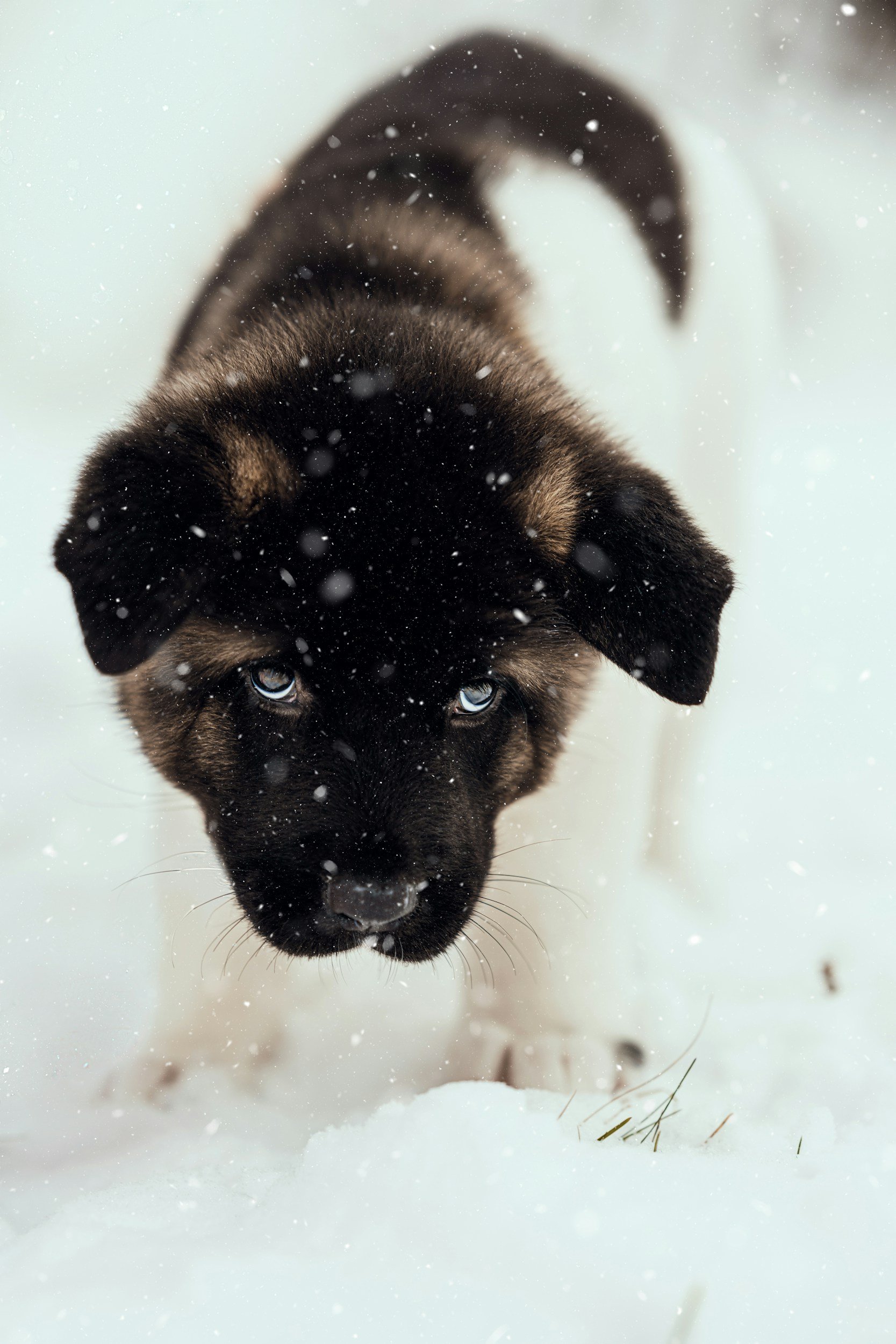 Helping a Fearful Puppy Gain Confidence: A Force-Free Approach