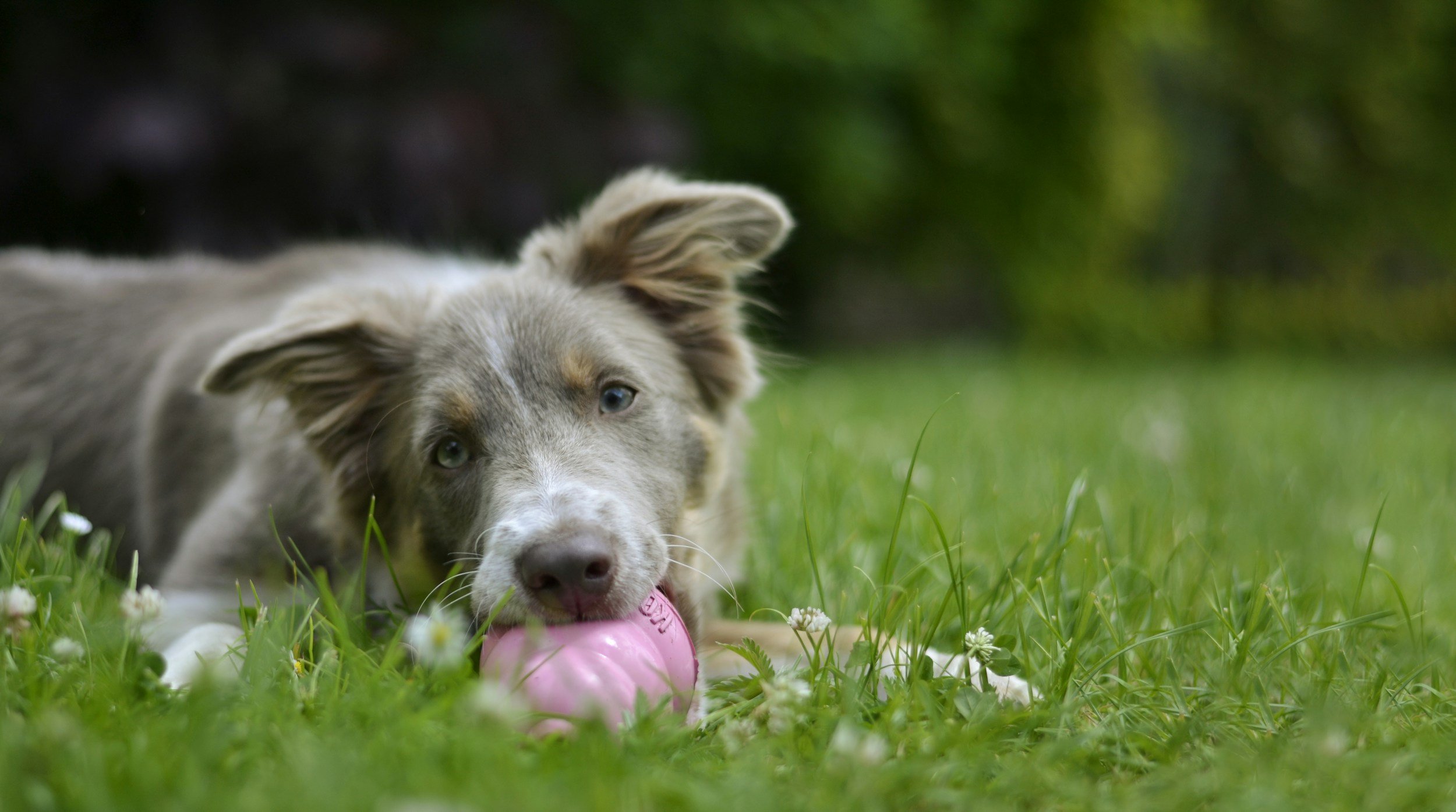 The Importance of Calm Time: Teaching Puppies to Relax