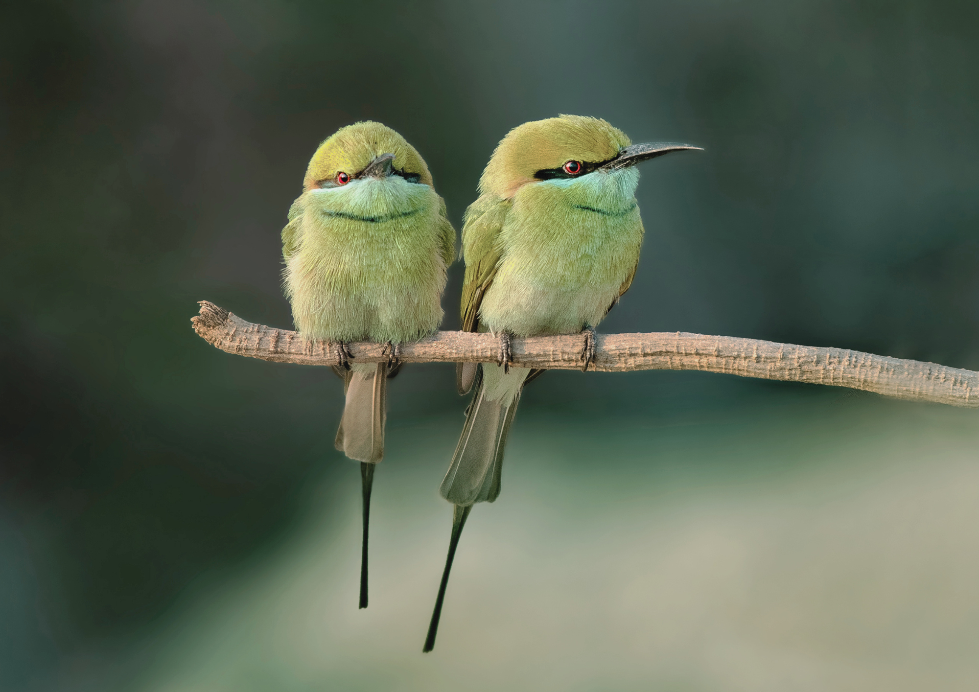 Ademtips, ademoefeningen, ademtraining. Vergroot je kennis en vaardigheden op het gebied van ademhaling.