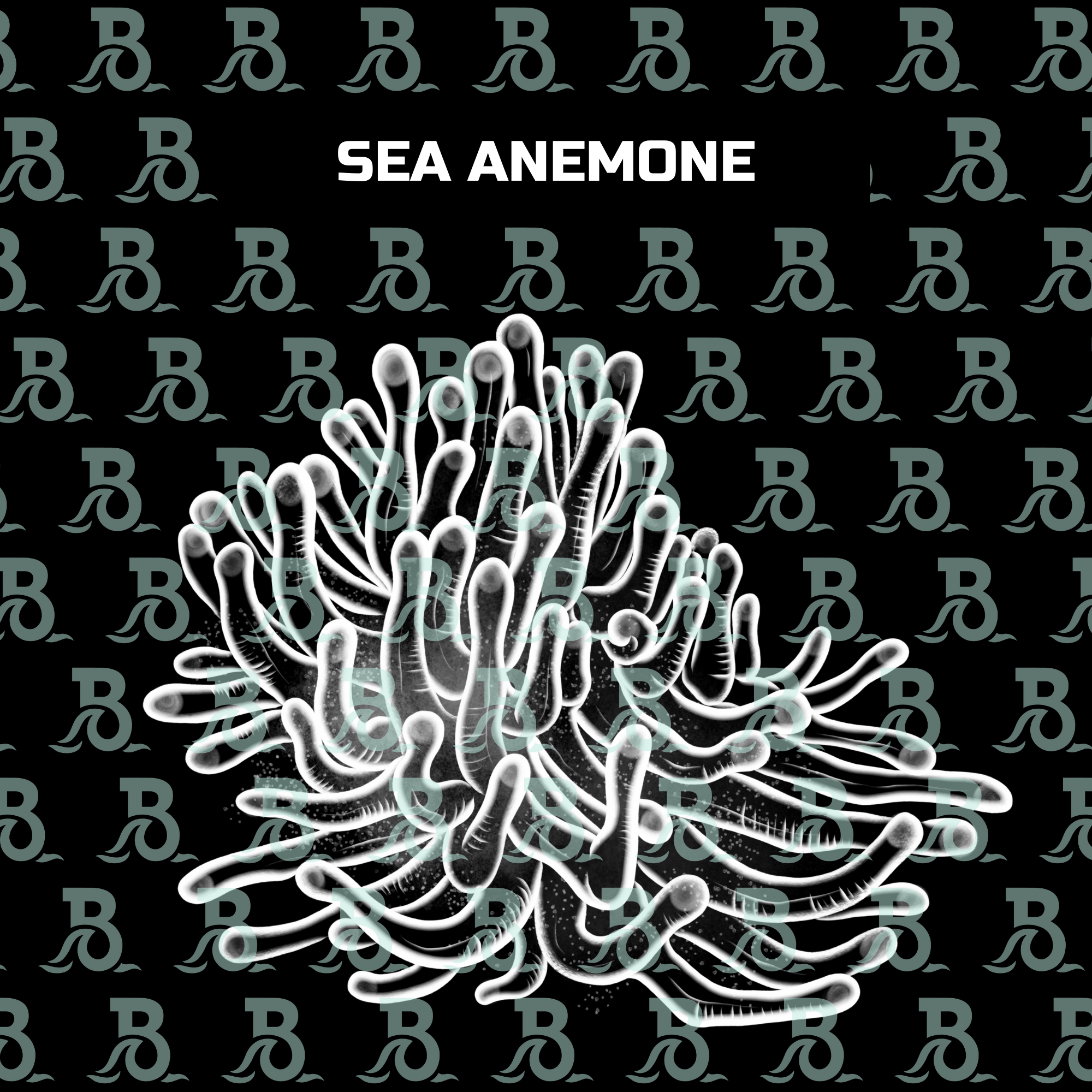 SEA ANEMONE.png