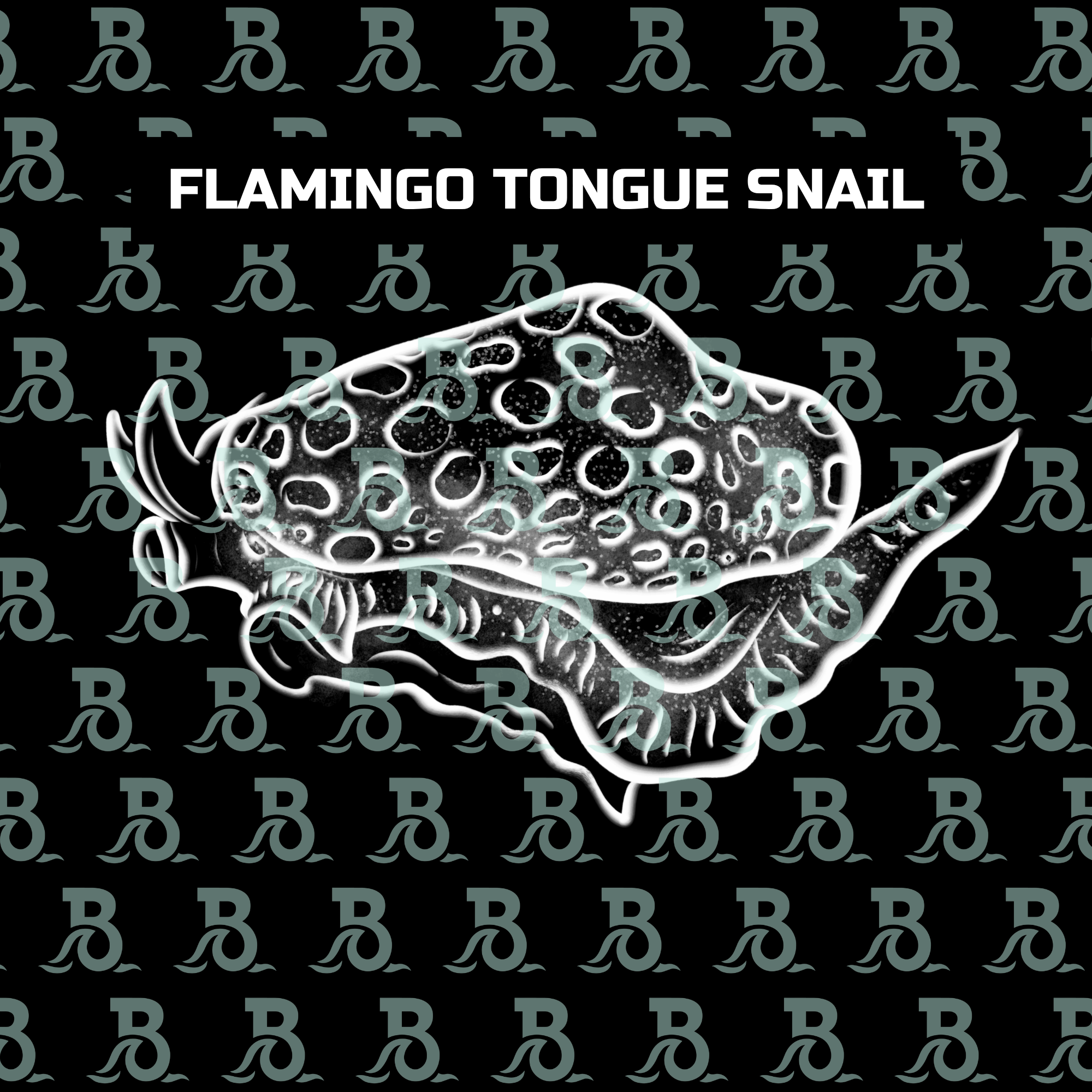 FLAMINGO TONGUE SNAIL.png