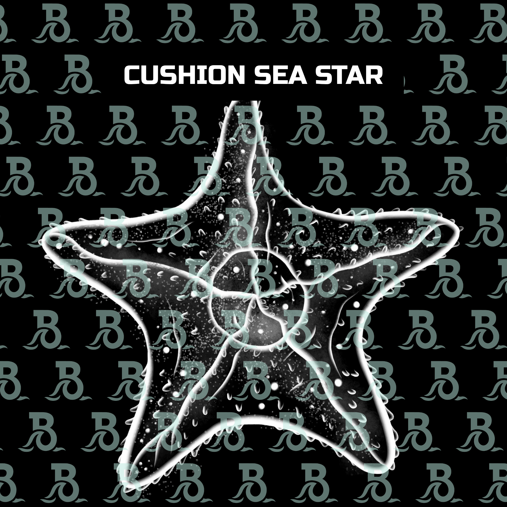 CUSHION SEA STAR.png