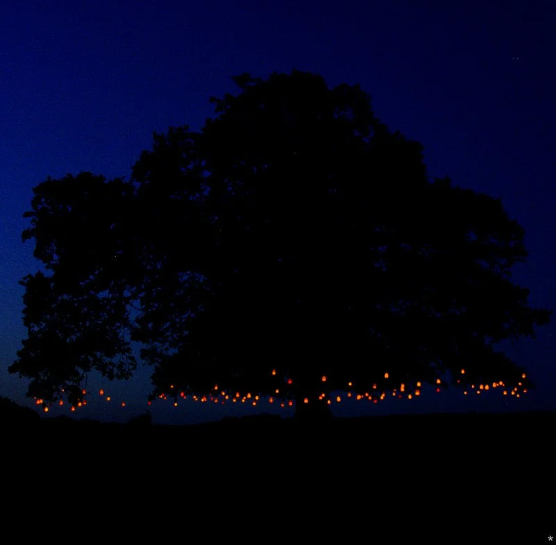 The Lantern Tree