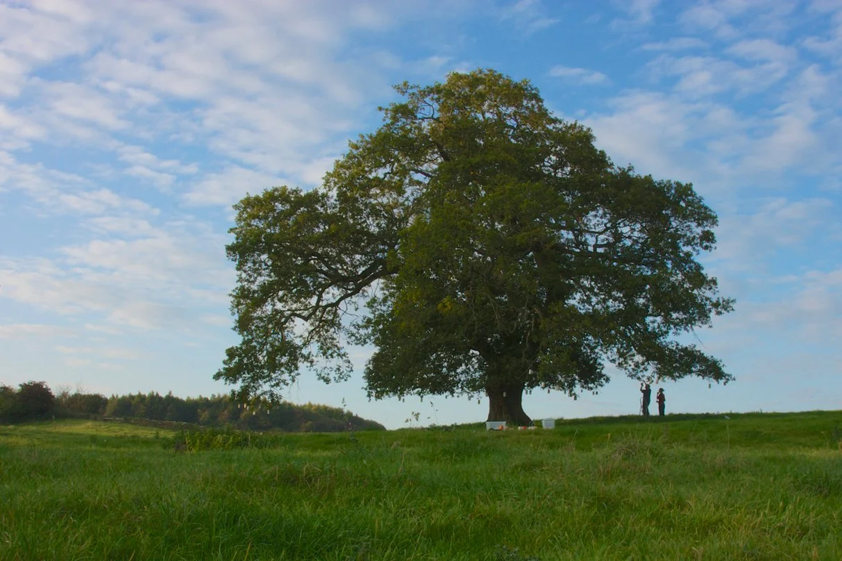 Lantern-Tree-Made-on-a-Hill-0.jpg