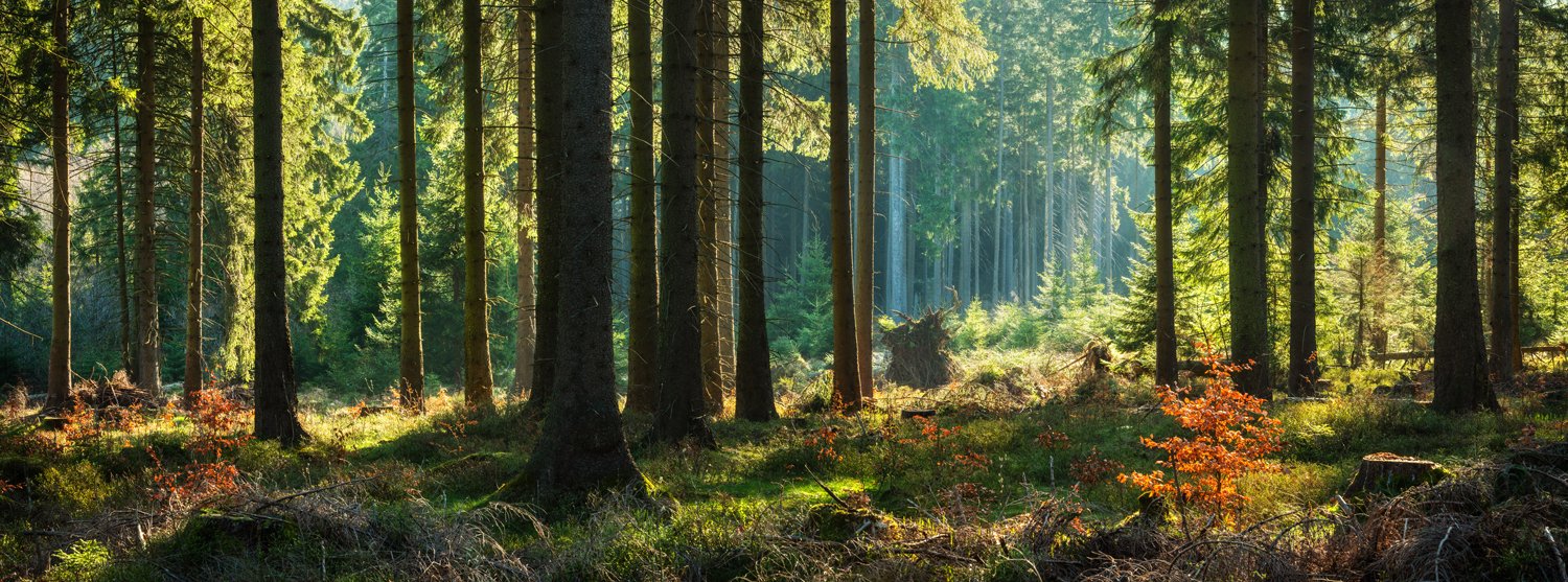 Westerwaelder-Holzwerke-Header-v2.jpg