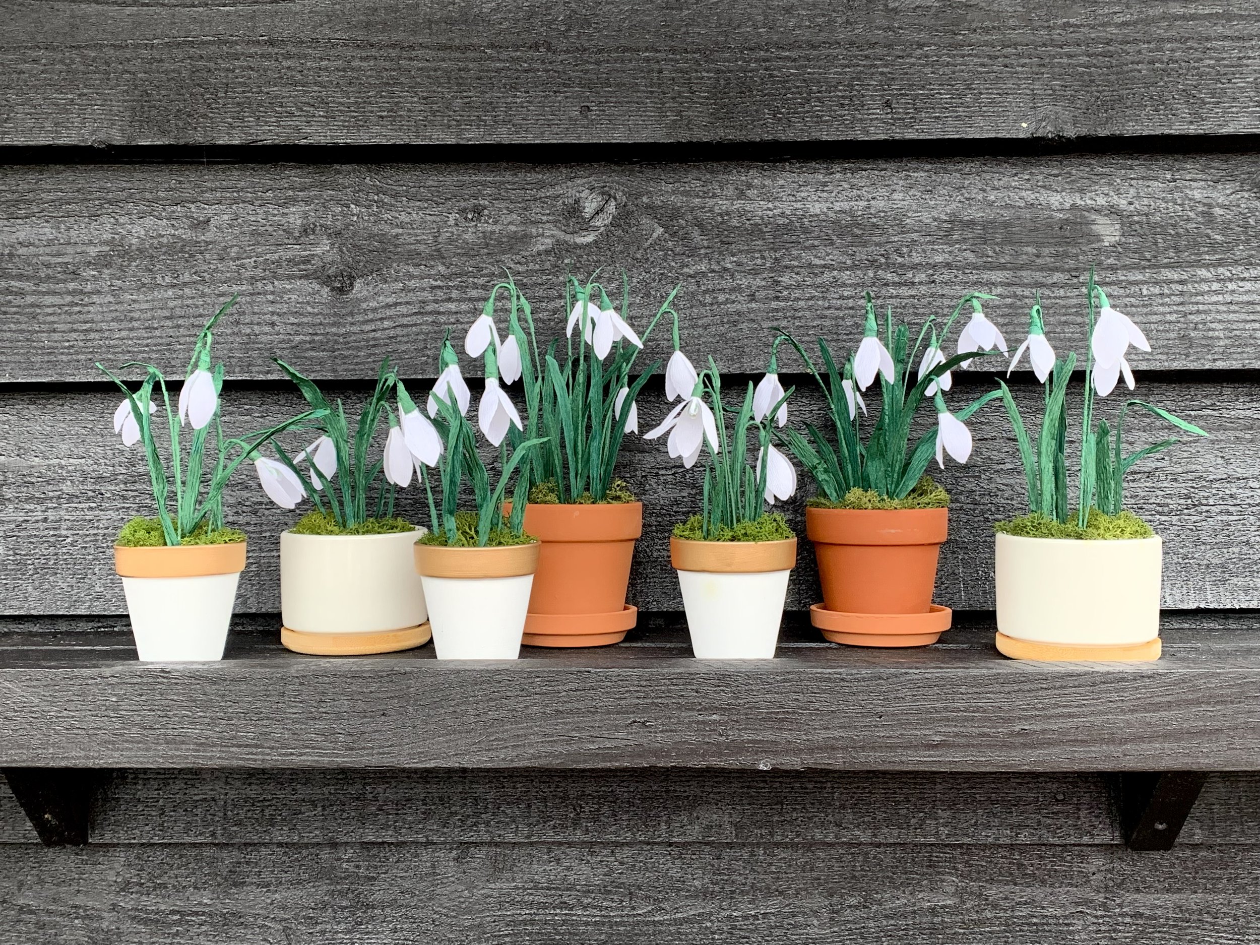 Fram snowdrops 2.jpg