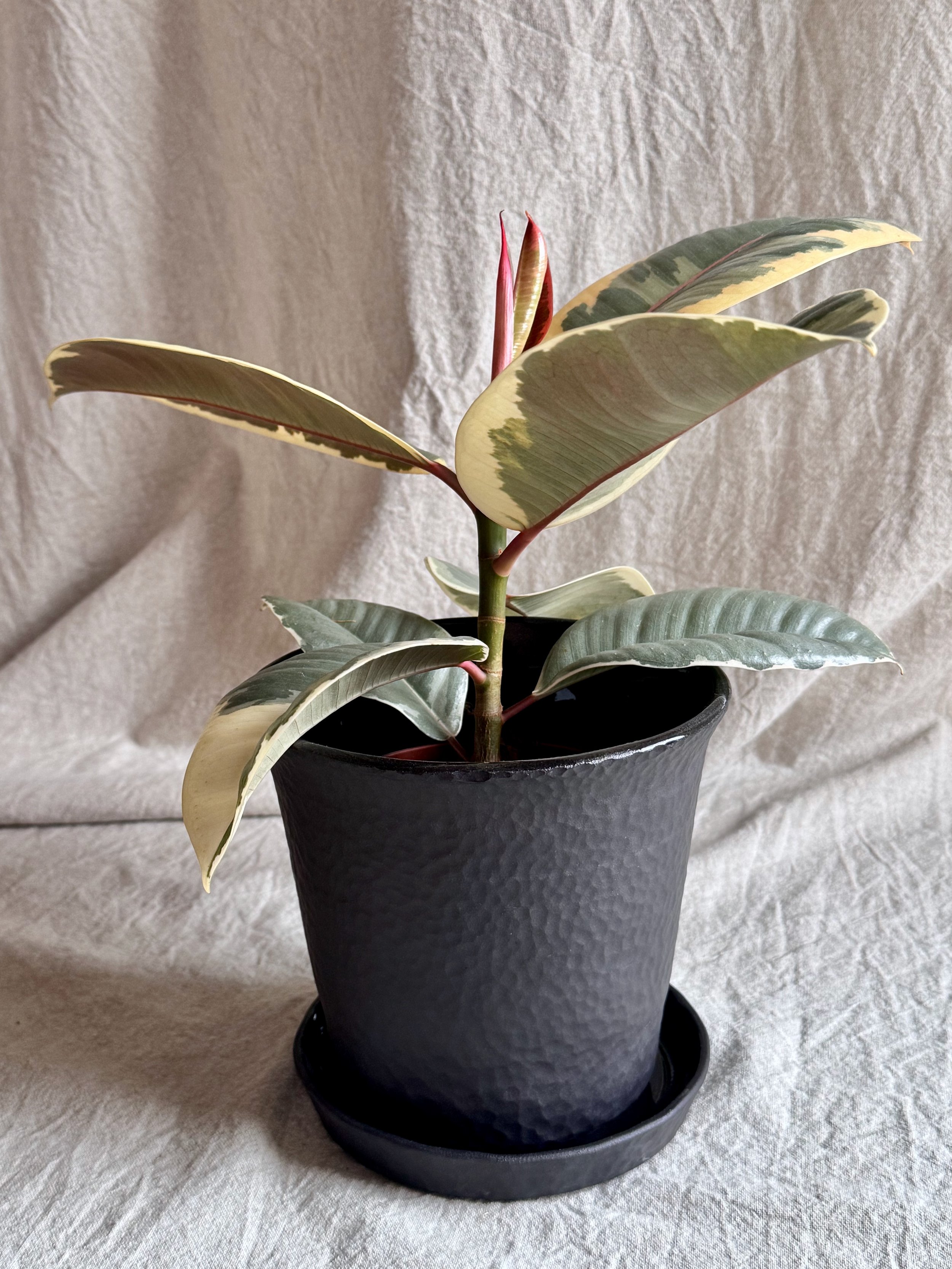 (Synthesis) Plant Pot with Plate