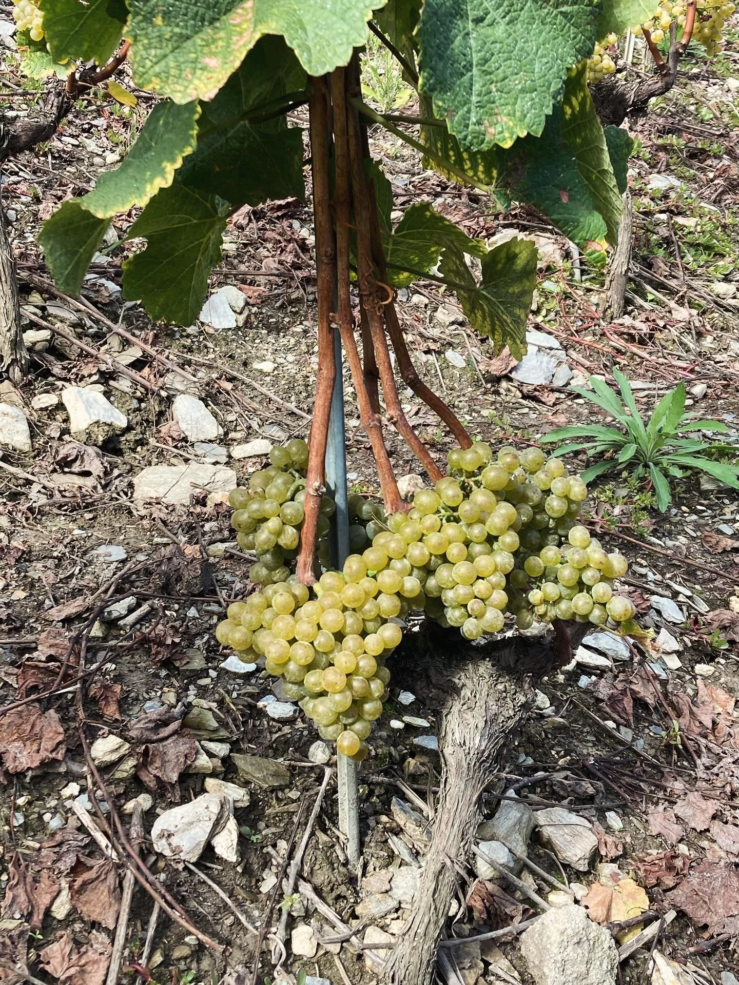 Heida. Unser Weisser. Mineralisch, fruchtig. Ein Genuss #walliserweine #schweizerweine #vineakaiser