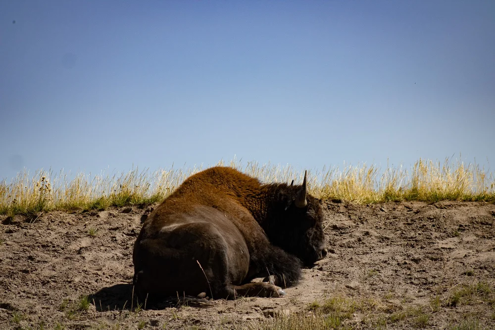 YellowstoneBisonSleeping.jpg