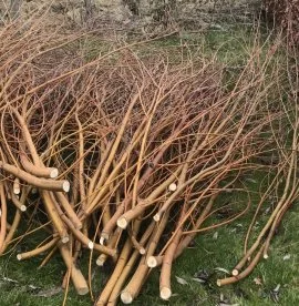 Werkbeurt in februari #46