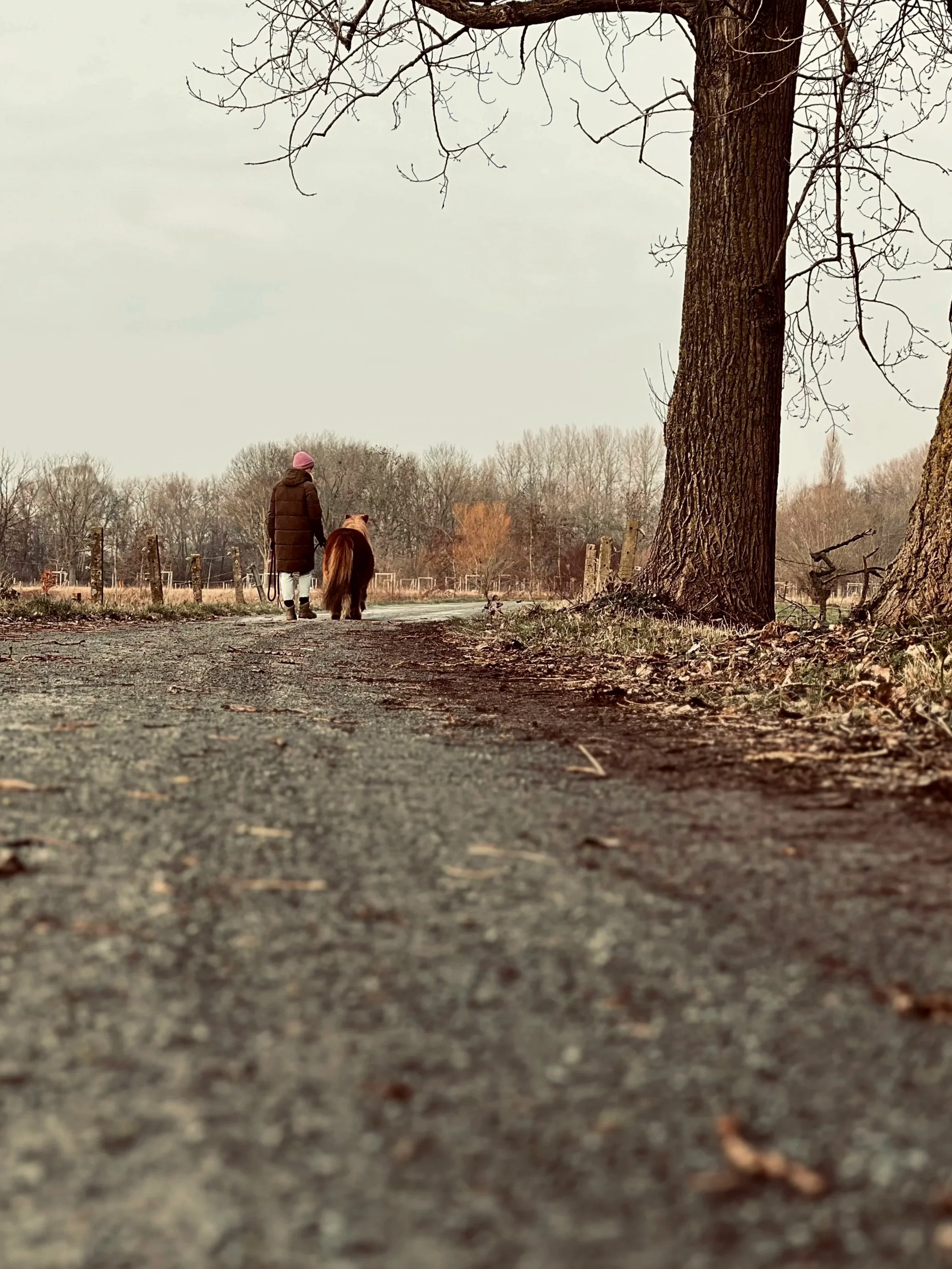 A person walking a small brown horse on a dirt path in a park during late fall or winter, with leafless trees and overcast sky in the background.