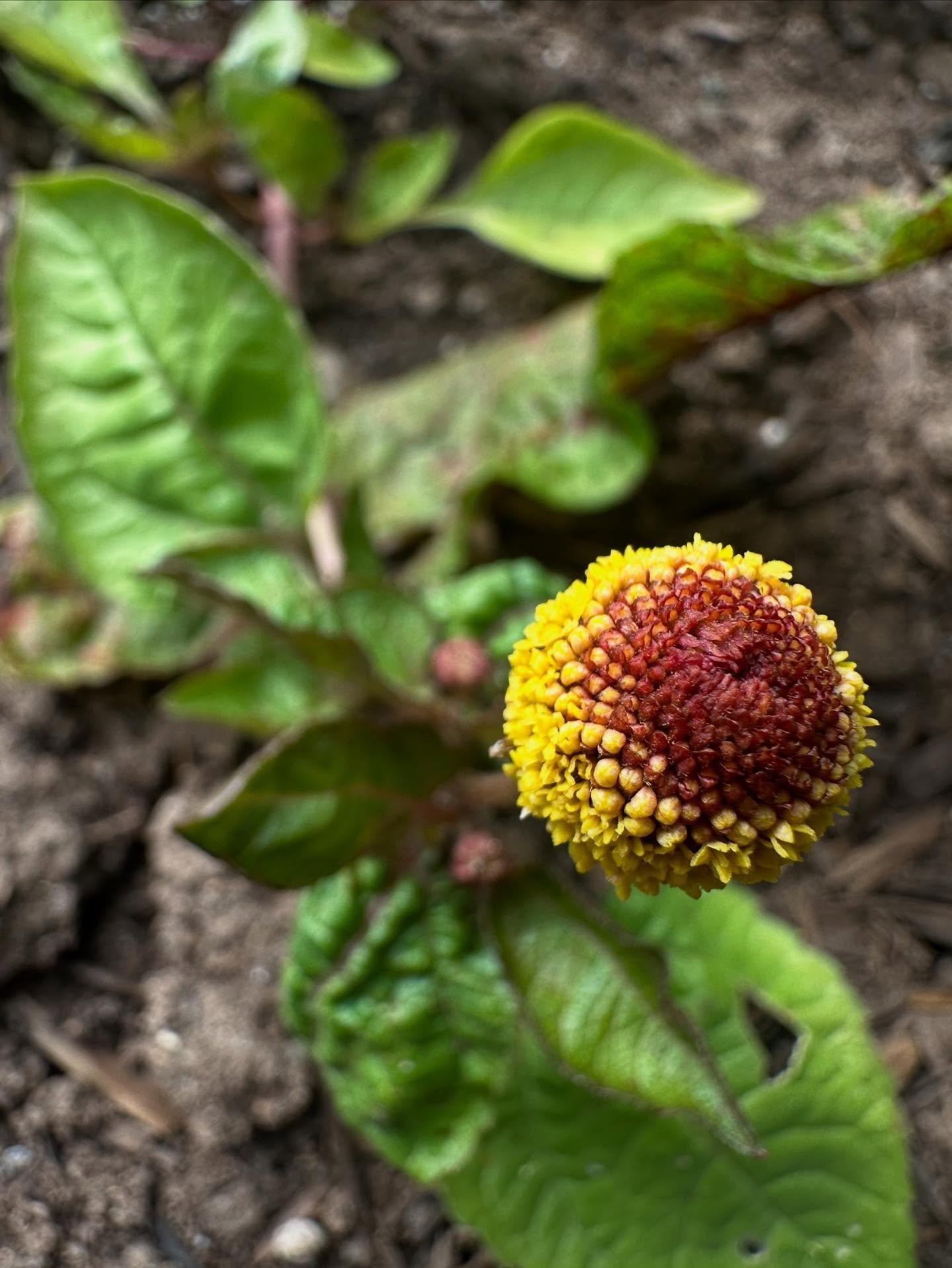 🌼⚡️Spilanthes: the beloved electric daisy ! 
This vibrant flower isn&rsquo;t just fun&mdash;it&rsquo;s functional. Known for its tingling, numbing sensation, Spilanthes acmella has traditionally been used to support oral health, reduce inflammation,