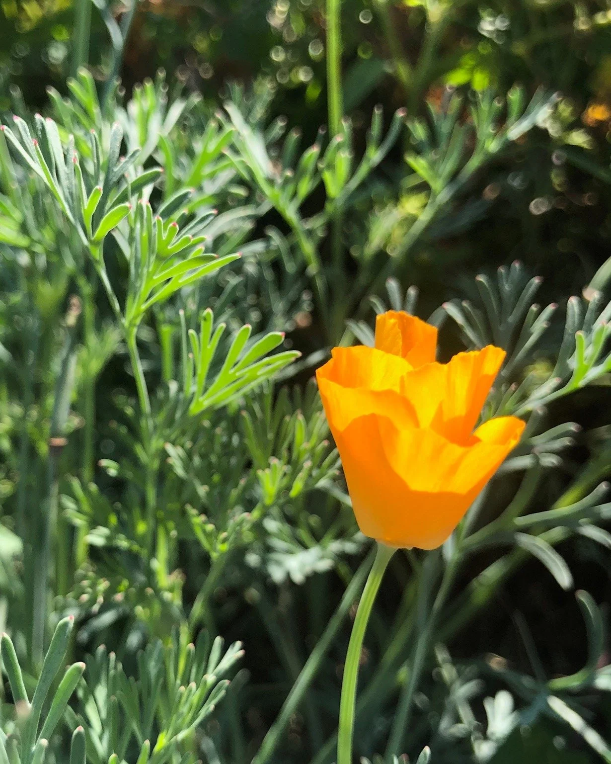 The California poppy has a long history in herbal medicine. Traditionally, it&rsquo;s been used as a gentle relaxant for the nervous system helping with tension, restlessness, and mild sleep difficulties. Its calming properties are often described as