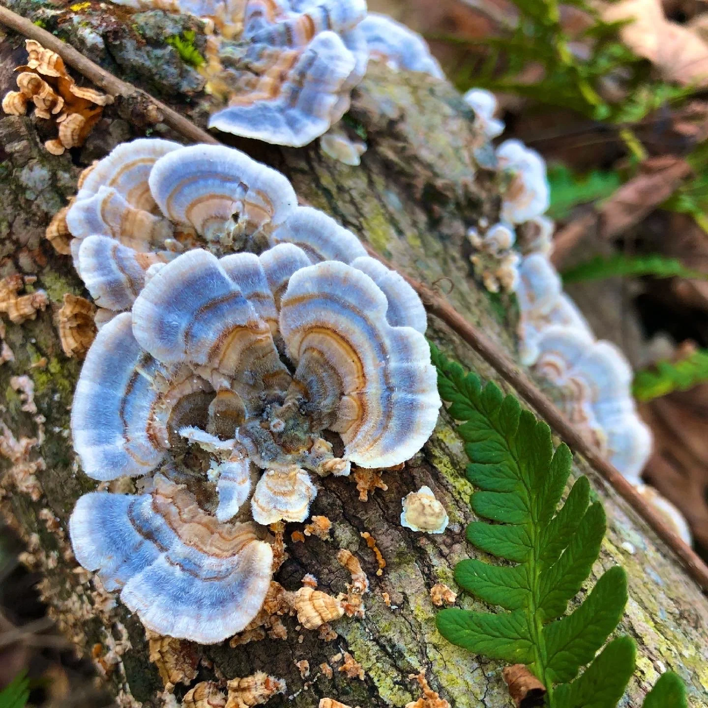 Mushroom Highlight 💙 Turkey Tail (Trametes versicolor) is a fall forest ally that reminds us how resilience is built layer by layer, just like its colorful bands.
As temperatures drop and immune systems work a little harder, turkey tail offers stead