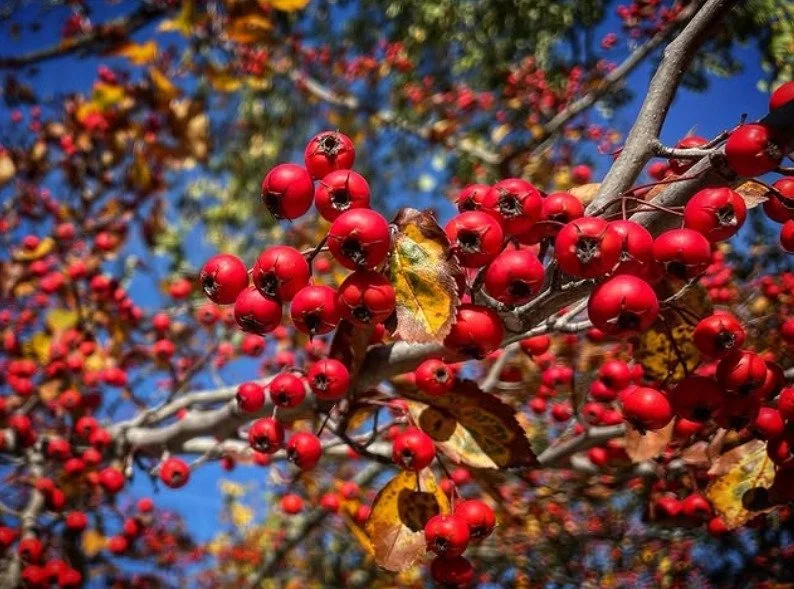 Hawthorn (Crataegus spp.) — our namesake and for good reason.
This small but mighty tree has long been a symbol of protection, heart healing, and vitality. In herbal medicine, hawthorn nourishes both the physical and emotional heart — hel