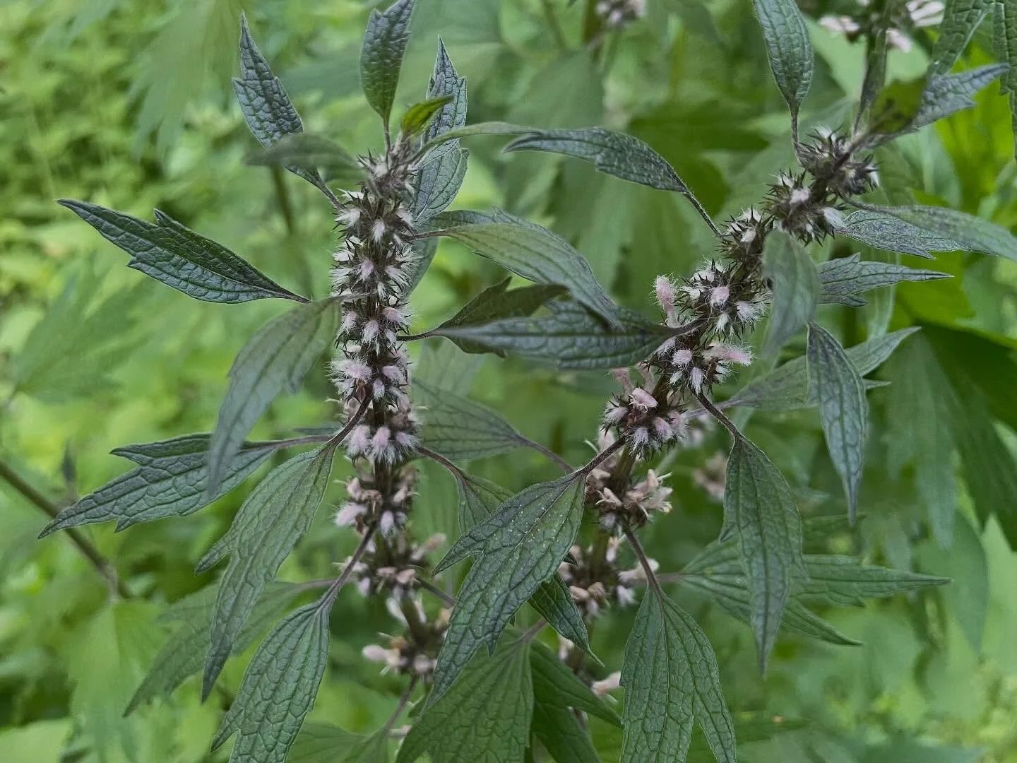 Just a little botanical fungi medicine roaring into your feed. 🦁🦁🌿🍄&zwj;🟫✨
I work with these ferociously healing allies everyday with my patients. Lionheart// leonarus cardiaca// motherwort and lions mane mushroom // hericium erinaceus.  Both ca