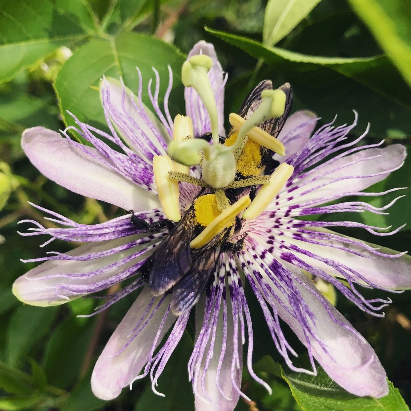 Passionflower (Passiflora incarnata) 🌿
A gentle ally for busy minds and tender nervous systems.

Passionflower has a long history of use for times when the mind won&rsquo;t slow, the body feels keyed up, or rest feels just out of reach. Rather than 