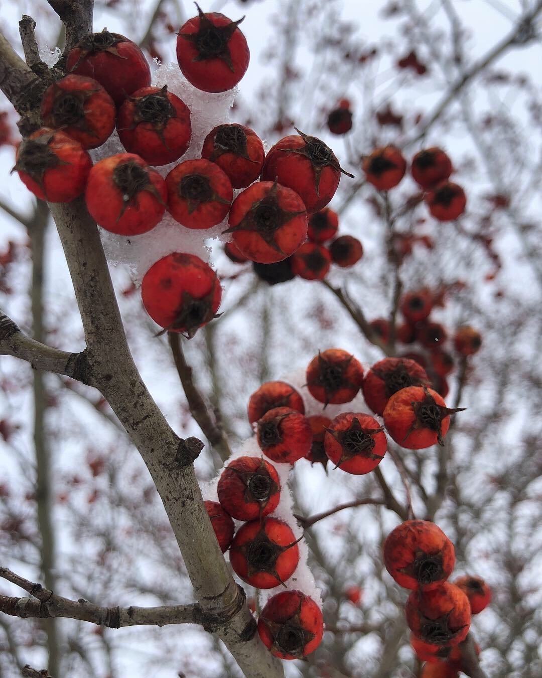 We hope everyone is safe and warm after that snow storm ❄
A quiet reminder that winter care is about warmth, nourishment, and slowing down enough to listen.
We hope you had time to bundle up, drink something warm, and rest ❤️