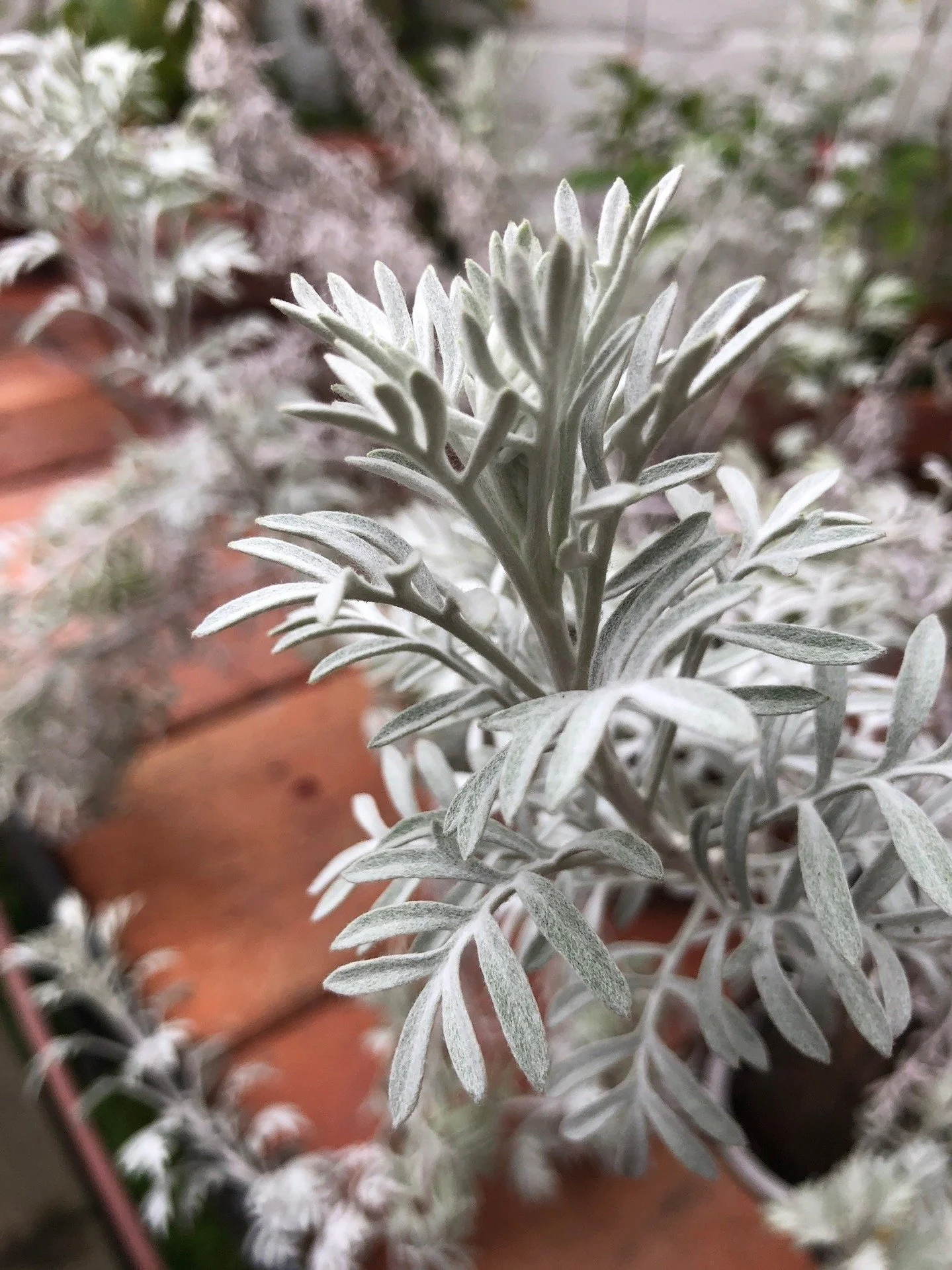 Artemisia
Often called mugwort or wormwood, plants in the Artemisia genus are aromatic, bitter, and traditionally considered warming in nature.

Across many traditions, Artemisia has been used to support circulation, digestion, and movement where thi