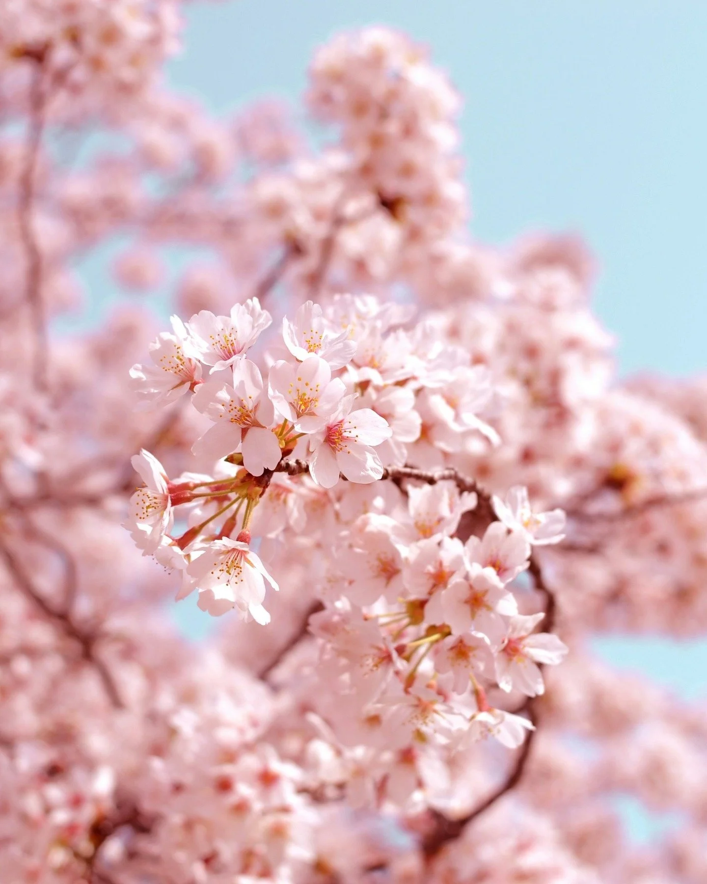Have you gotten out to see the cherry blossoms? They don&rsquo;t last long&mdash;and that&rsquo;s the point 🌸

A soft reminder to be here.
Not rushing, not scrolling&mdash;just noticing.

The light, the breeze, the way everything feels a little more