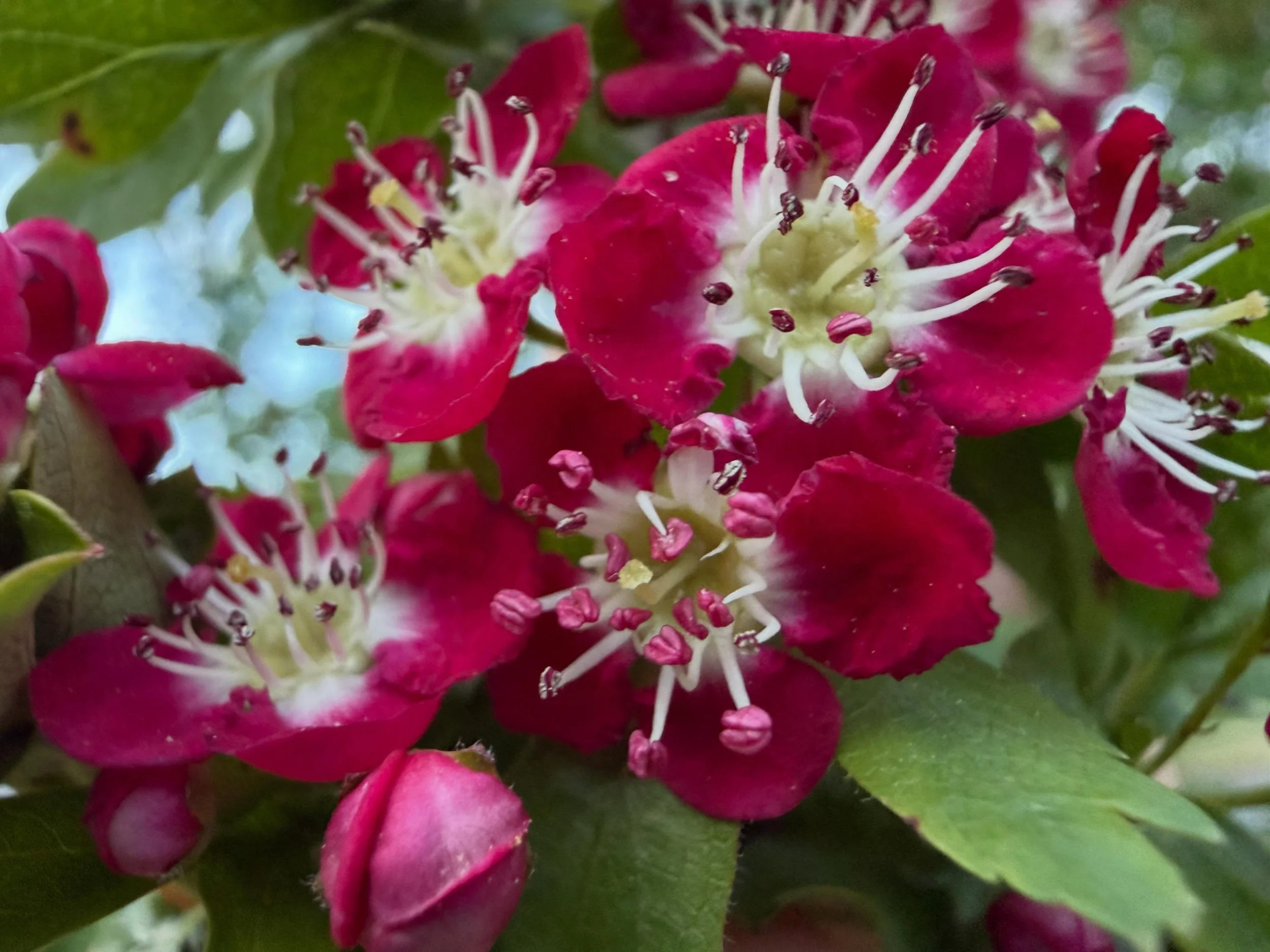 💞🌺🧞&zwj;♀️Crimson Cloud Hawthorn // Crataegus laevigata ❣️🌳✨ The hawthorns, aka may flowers, are now in bloom- this stunning pink variety stopped me in my tracks today. 🚷 Notice the pink anthers on a few of the blossoms- those are the ones that 