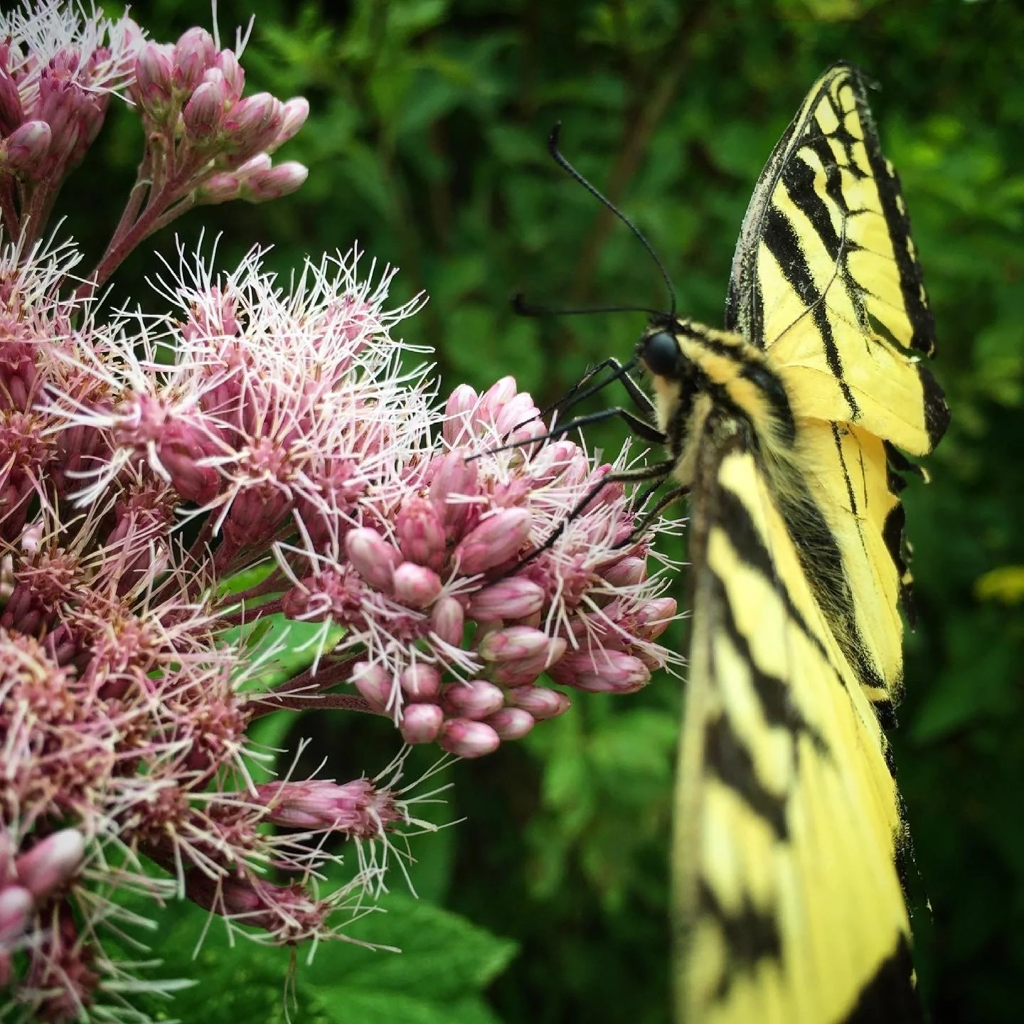 Butterflies don't force their transformation, and plants don't rush their seasons. Our bodies, too, have their own rhythms. Healing is often less about pushing and more about creating the conditions that allow us to thrive. 🦋🌸