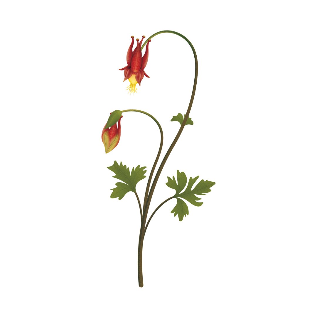 KaceyVisserDesign_HFG_InterpretiveSignage_Illustrations_Flowers_WildColumbine.jpg