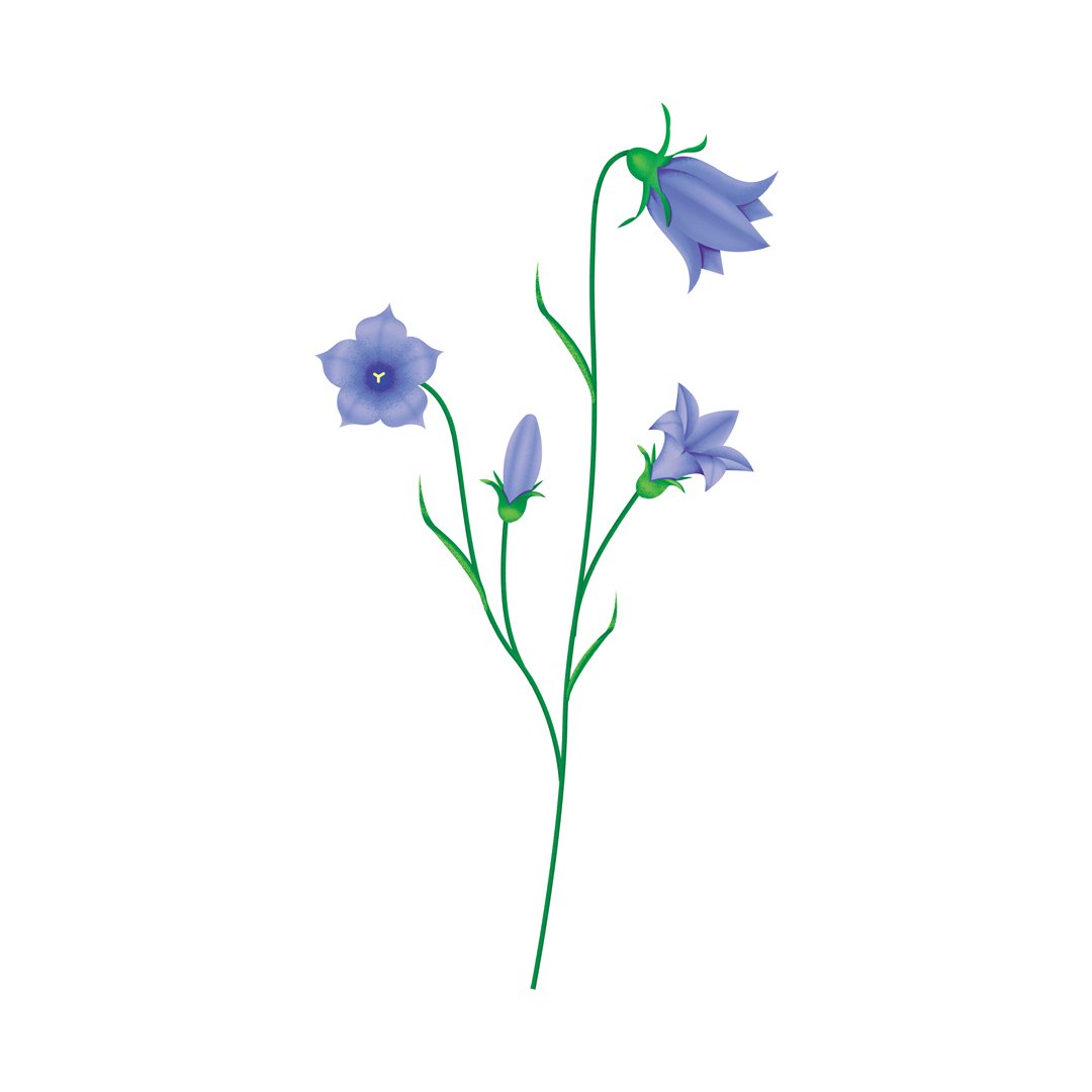 KaceyVisserDesign_HFG_InterpretiveSignage_Illustrations_Flowers_Harebell.jpg