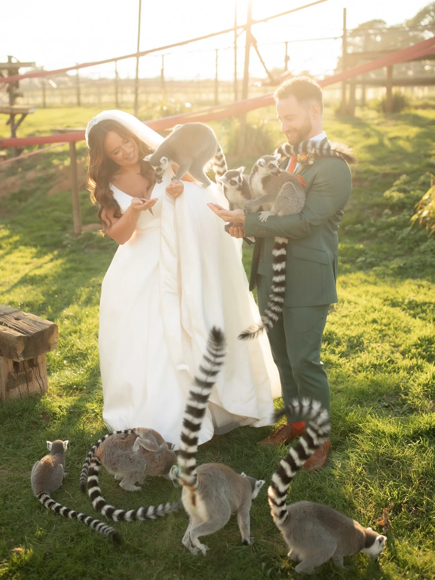 Abi &amp; Matt 🐫

A belting autumn wedding a bucket list venue! The promise of a private lemur experience was enough for me! Congrats you two (and Ajax the ring bearer 🐾) 

The most perfect of days at a spectacularly unique venue 🔥

//

@abiodell1