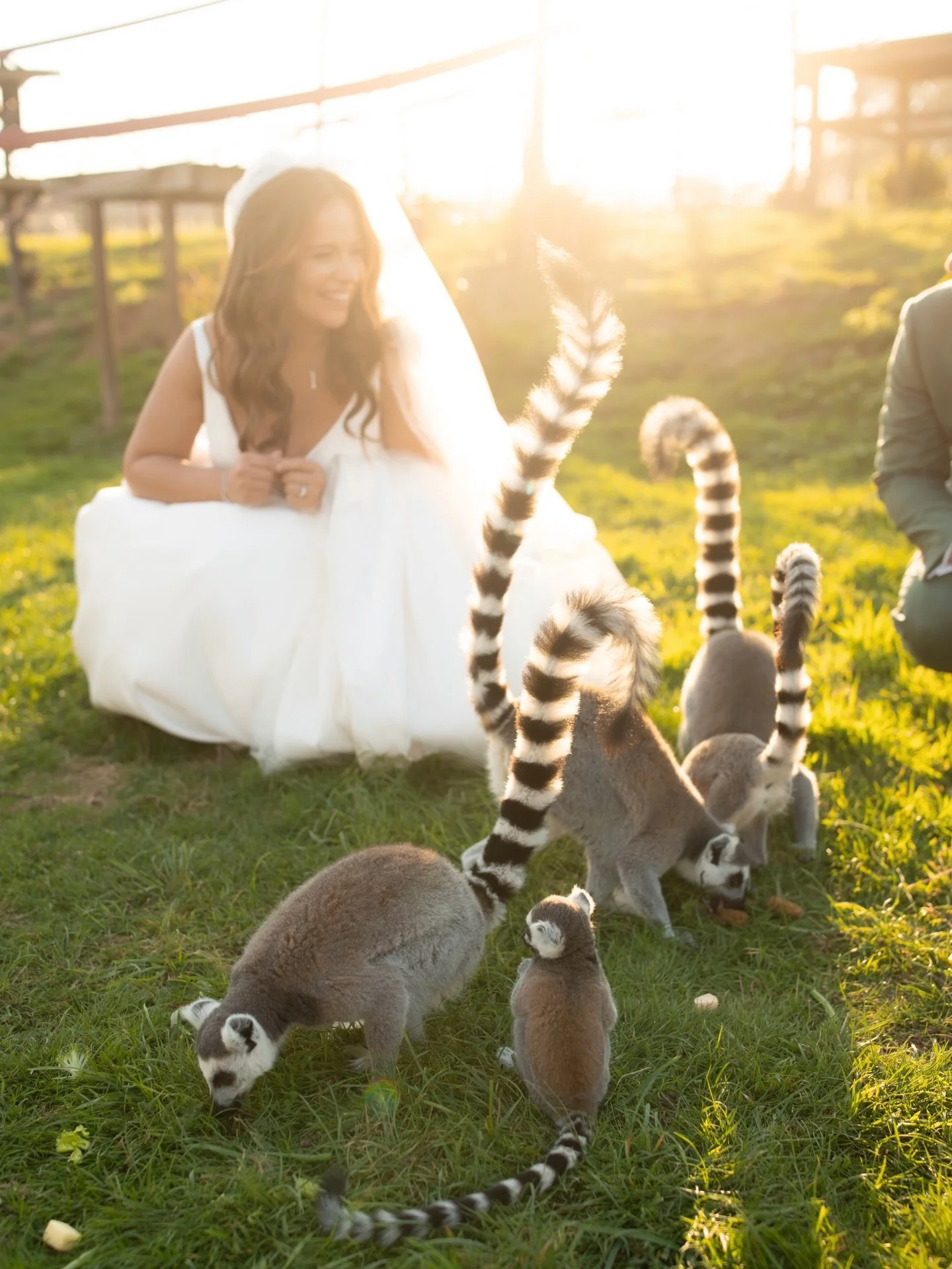 Just thinking about this incredible shoot with Abi &amp; Matt and the lemurs at @jimmys_farm_weddings in that sunshine 😮

//

@abiodell1993 
@mattd321 
@jimmys_farm_weddings 
@creativecanopyco 
@facenglitz 
@foxlandbanduk 
@entertainmentnationuk 
@l