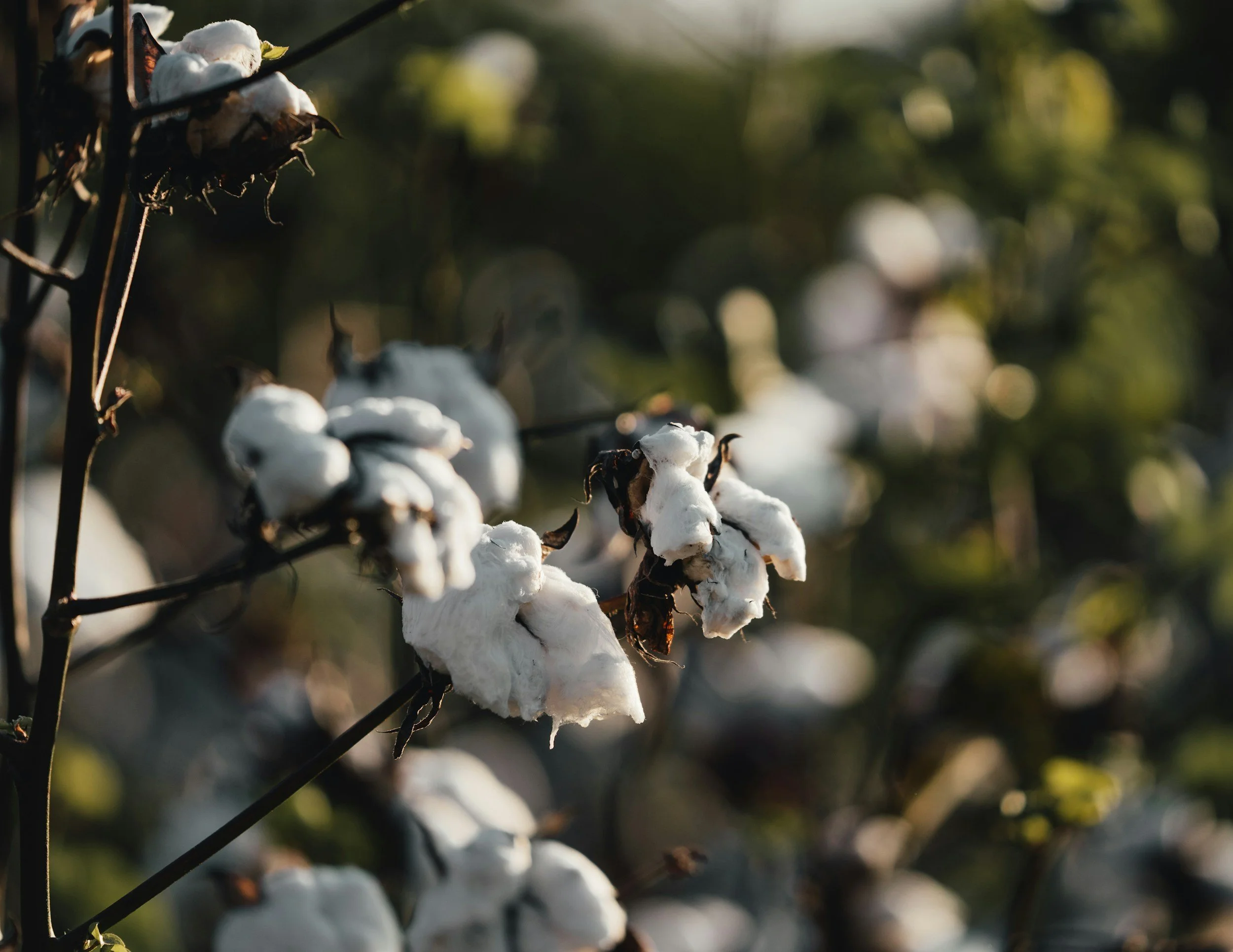 Close-up of cotton plants with white cotton bolls in a field.