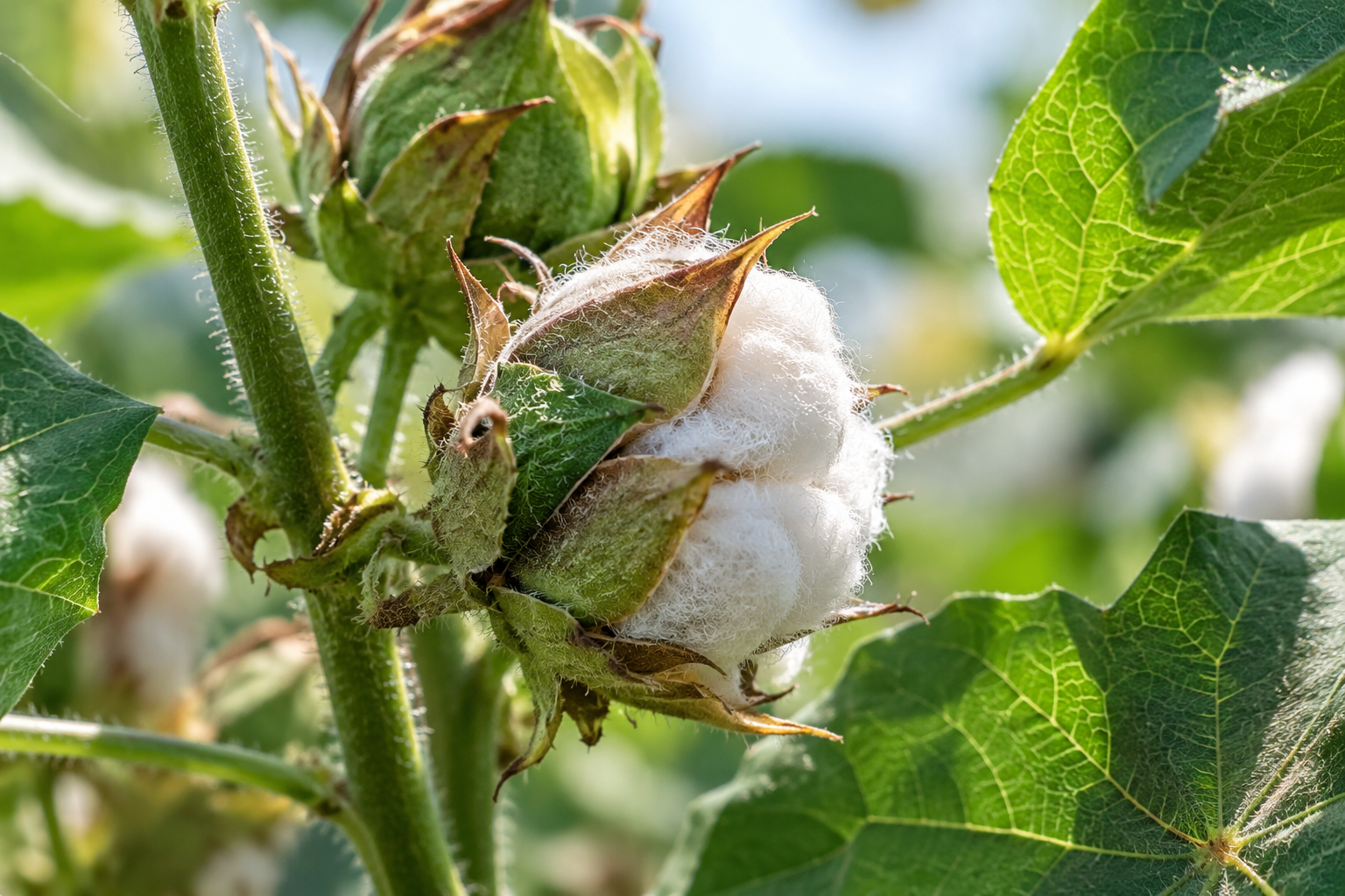 Cotton Without Fields: Can We Verify It?