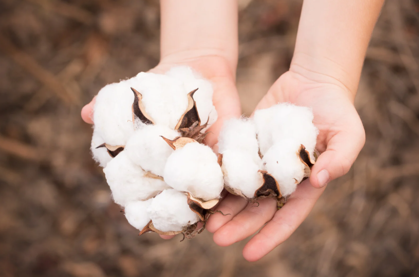 Genuine Cotton Traceability: Proving Cotton Origin with Physical + Digital Verification