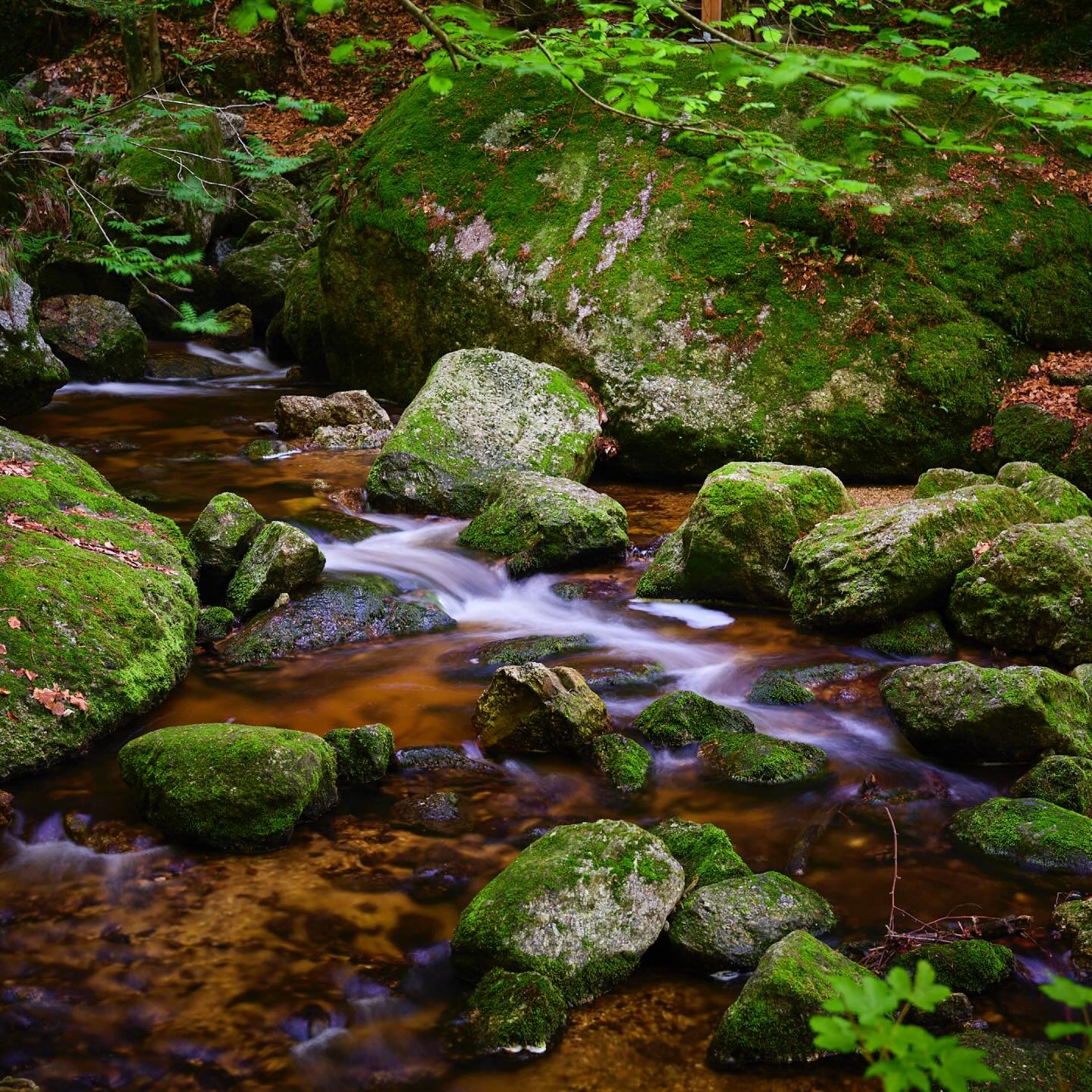 Die Ysperklamm ist spektakul&auml;r und ruhig zugleich. Aber vor allem ist sie mystisch und ein pr&auml;chtiges Farbenspiel der Natur.

#fotoworkshop2026 #ysperklamm #waldviertel #nisi #nisideat  #truecolorcpl #fujifilm #gfx50s #gf3264mm #polfilter