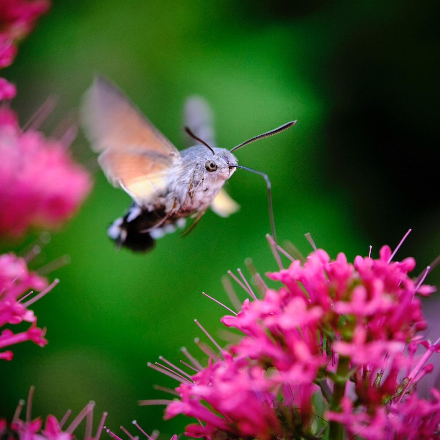 Schwirren in deinem Garten zur Zeit auch so unglaublich viele Taubenschw&auml;nzchen herum?

Ihre Fl&uuml;gel schlagen rund 80 Mal pro Sekunde und ihre Fluggeschwindigkeit betr&auml;gt bis zu 80 km/h.

#taubenschw&auml;nzchen #kolibrifalter #fujifilm