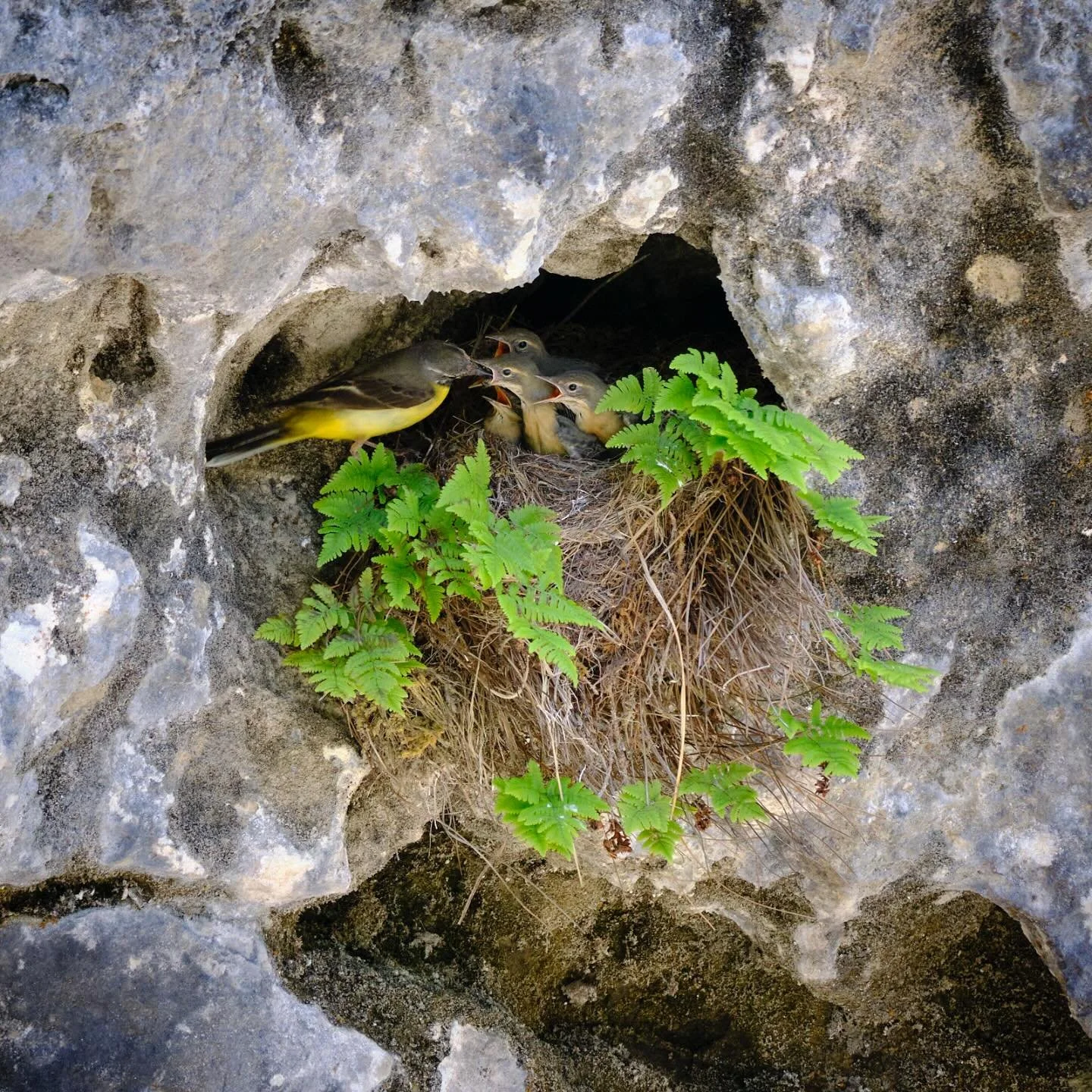 Some more bird content. Watching grey wagtails feeding their kids.

#gebirgsstelze #birdwatching #naturparkenieder&ouml;sterreich #naturpark&ouml;tschertorm&auml;uer #fujifilm #fujifilmxh2s #xf150600mm