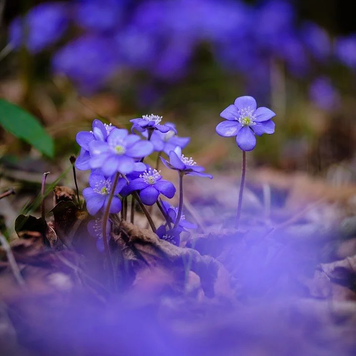 Es ist Anfang Februar. Die Sehnsucht nach dem Fr&uuml;hling steigt gef&uuml;hlt t&auml;glich. Endlich wieder mehr Sonnenlicht und W&auml;rme. &Uuml;berall ist Energie zu sp&uuml;ren. 

Blumen erbl&uuml;hen, V&ouml;gel zwitschern wieder. Das ewige Gra