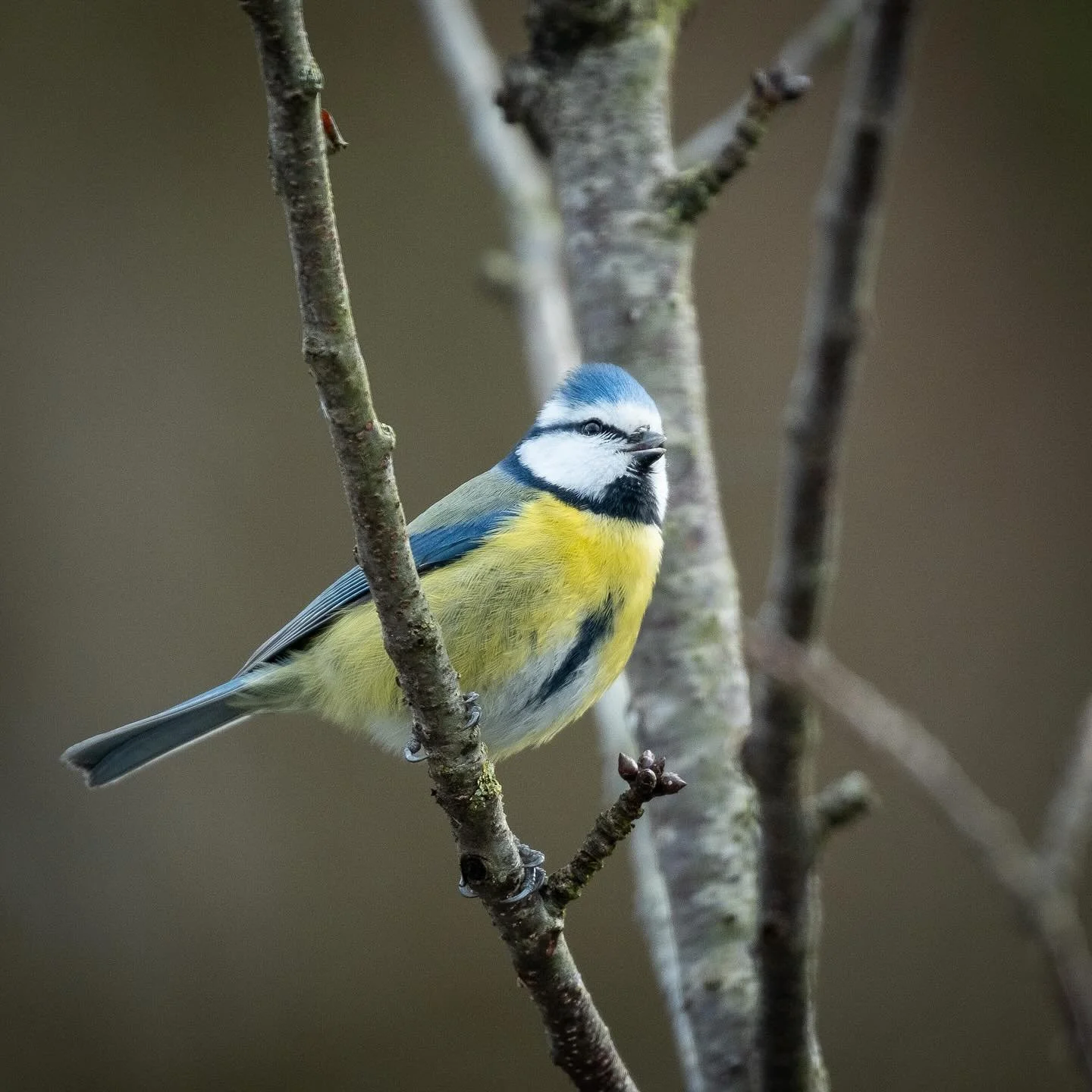 Einer der h&auml;ufigsten Winterg&auml;ste in meinem Garten.

#blaumeise #birdwatching
