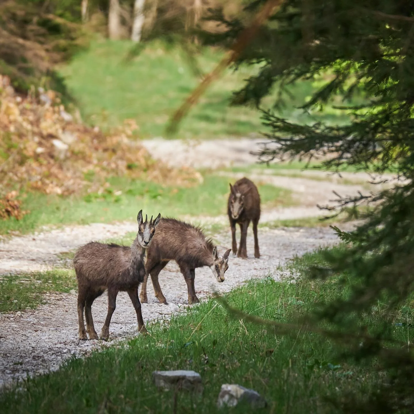 Begegnungen wie diese sind absolute G&auml;nsehautmomente. Diese Verbindung zwischen Mensch, Tier und Natur zu sp&uuml;ren, wenn man sich mit Respekt und ganz viel R&uuml;cksichtnahme begegnet, ist immer wieder magisch 💚

#gams #naturpark&ouml;tsche